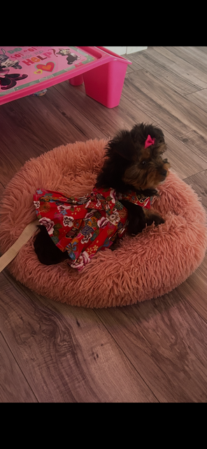 2 year old female Yorkie/spayed image 2