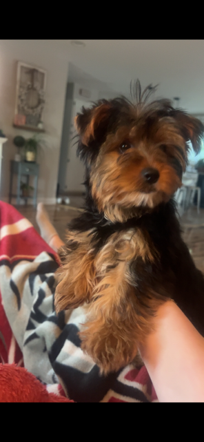 2 year old female Yorkie/spayed image 1