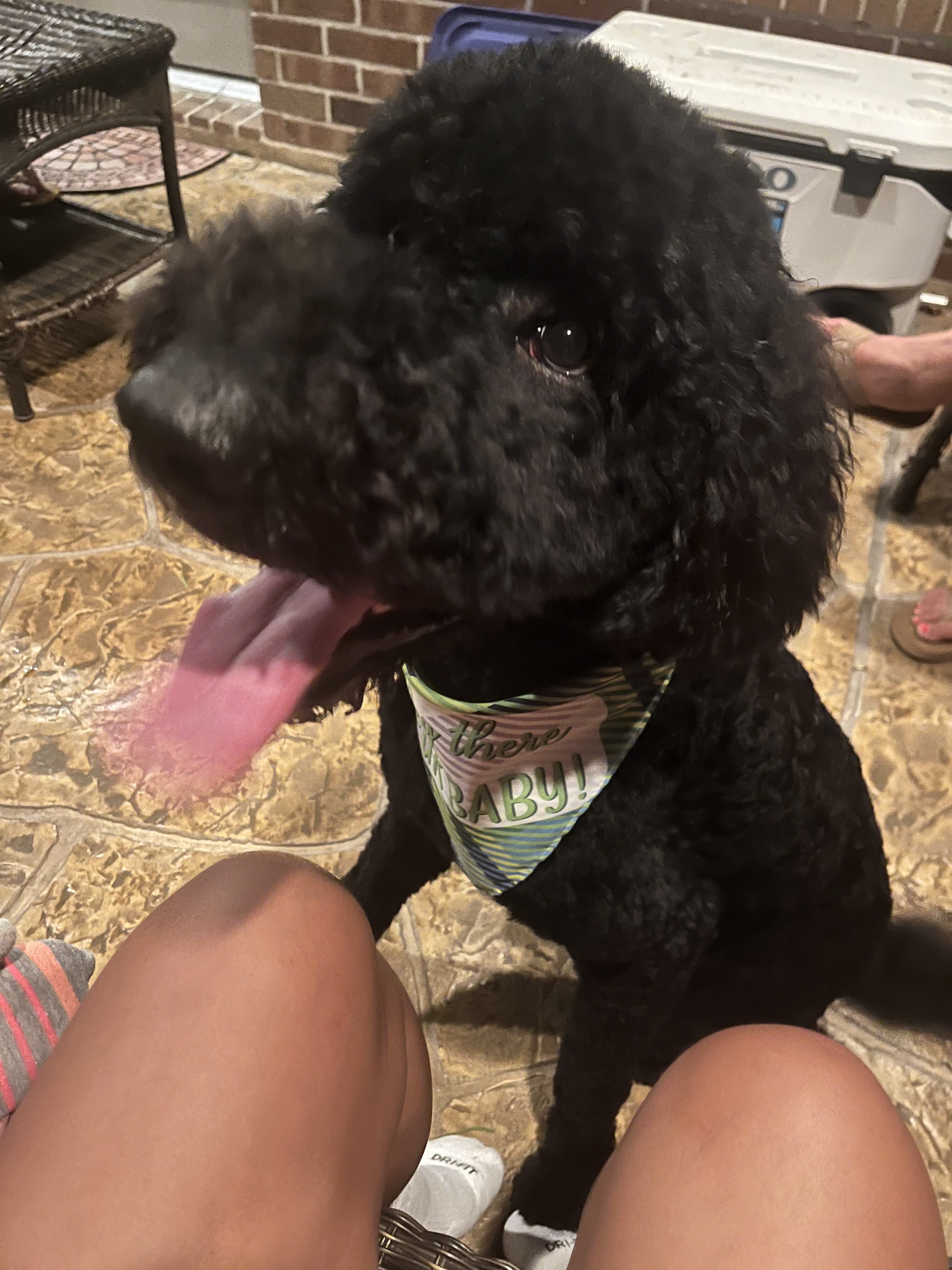 Rehoming Our Sweet Labradoodle, Blu 💙 image 5