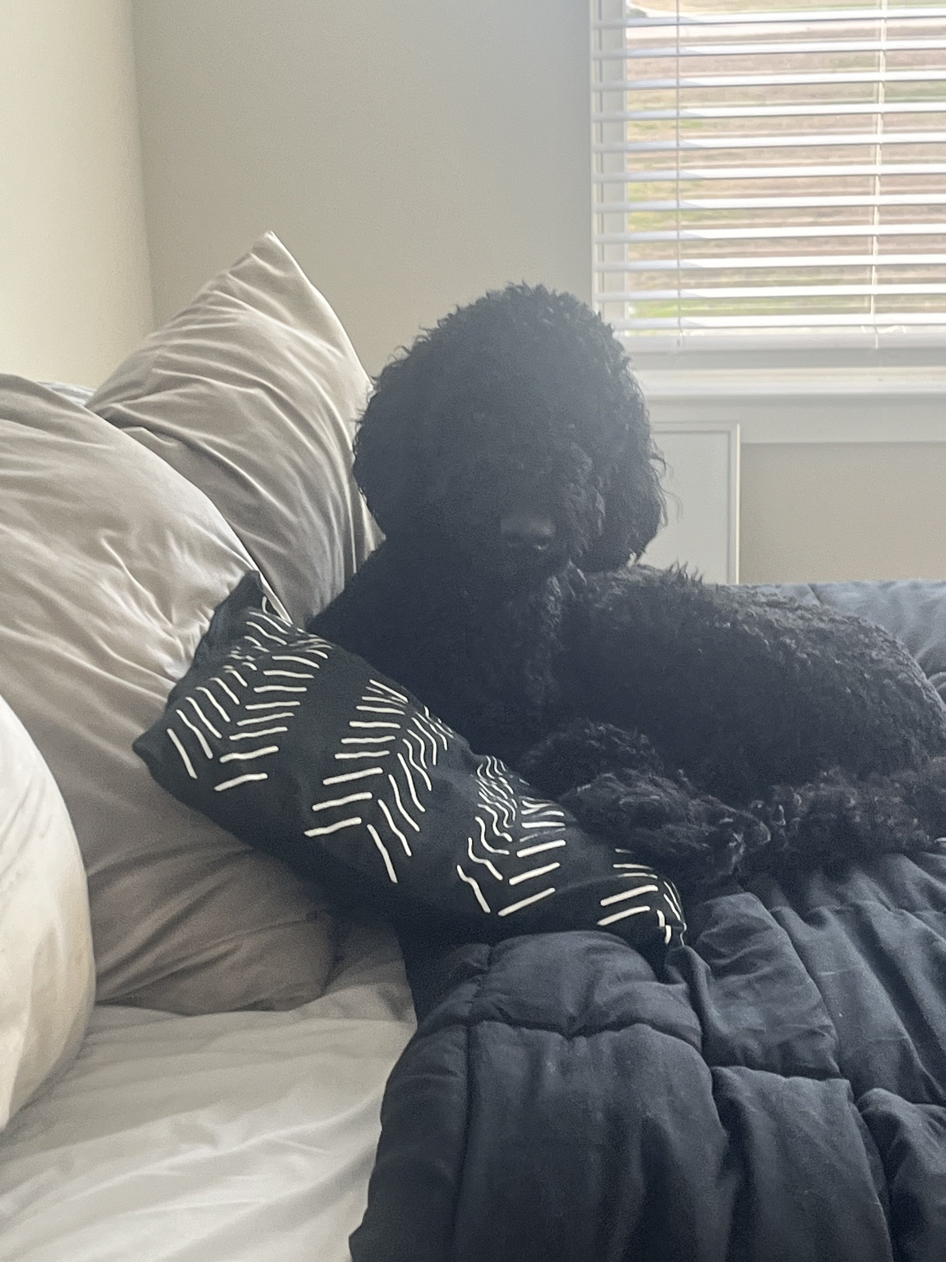 Rehoming Our Sweet Labradoodle, Blu 💙 image 4