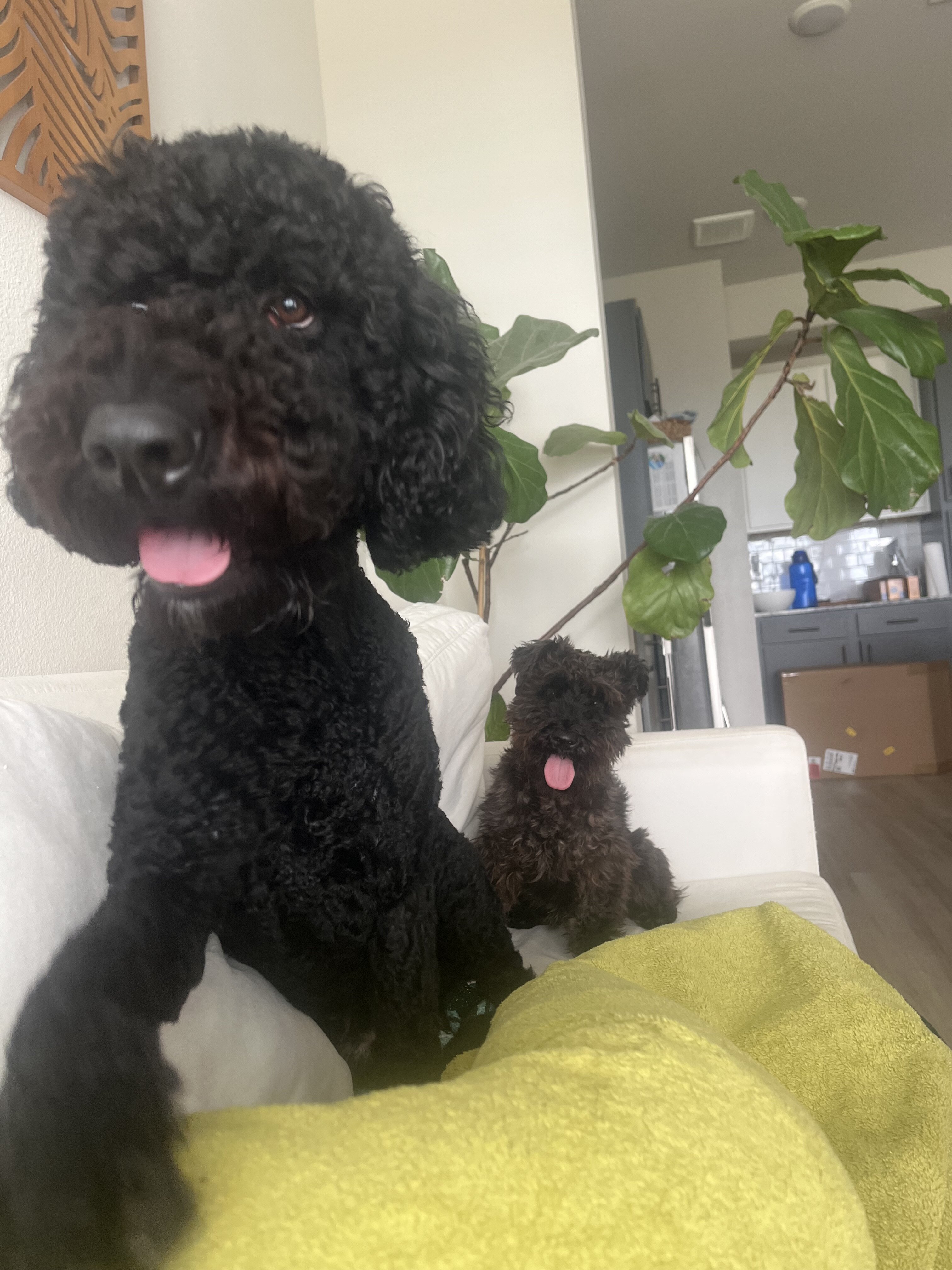 Rehoming Our Sweet Labradoodle, Blu 💙 image 3