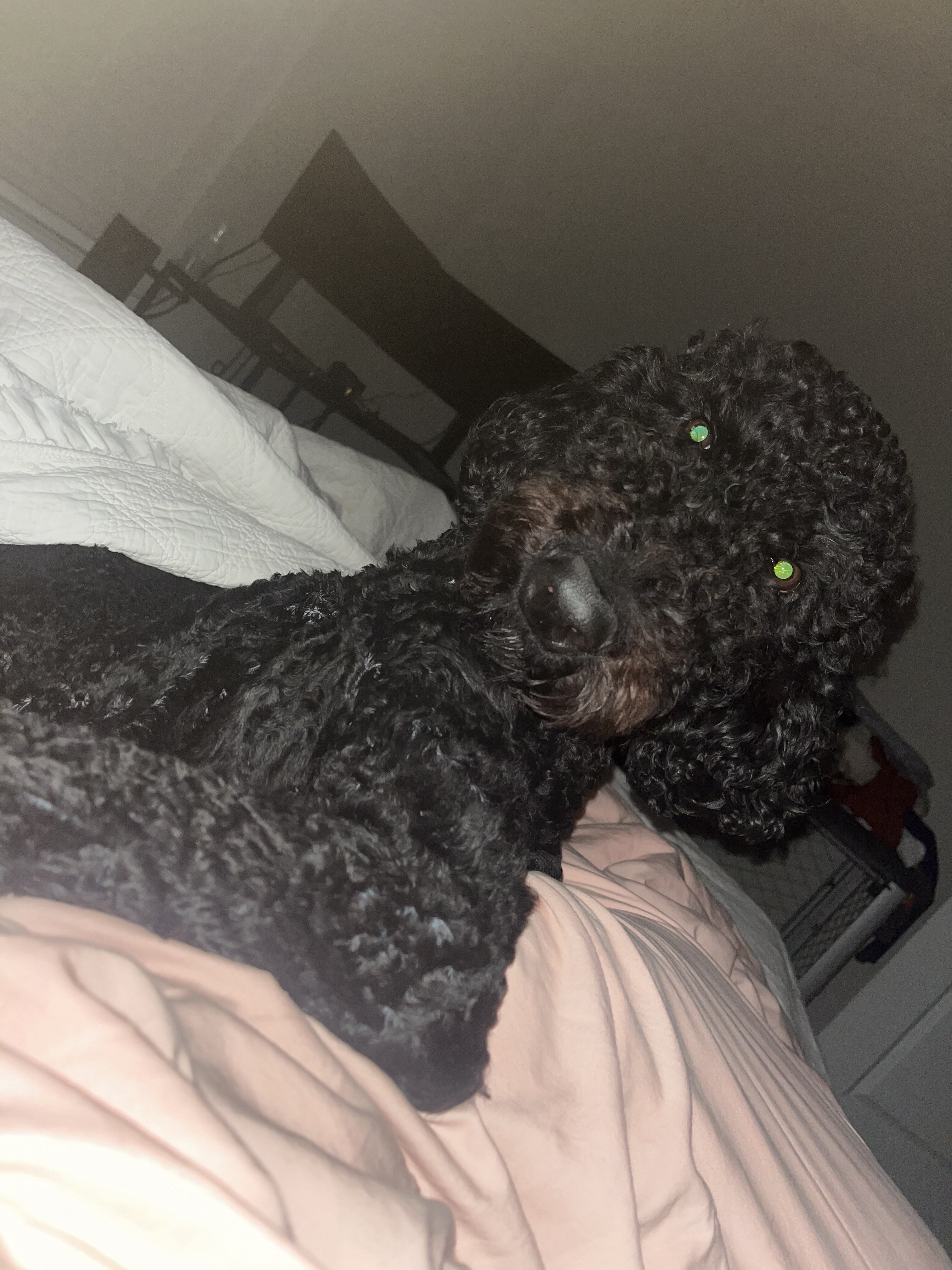 Rehoming Our Sweet Labradoodle, Blu 💙 image 2