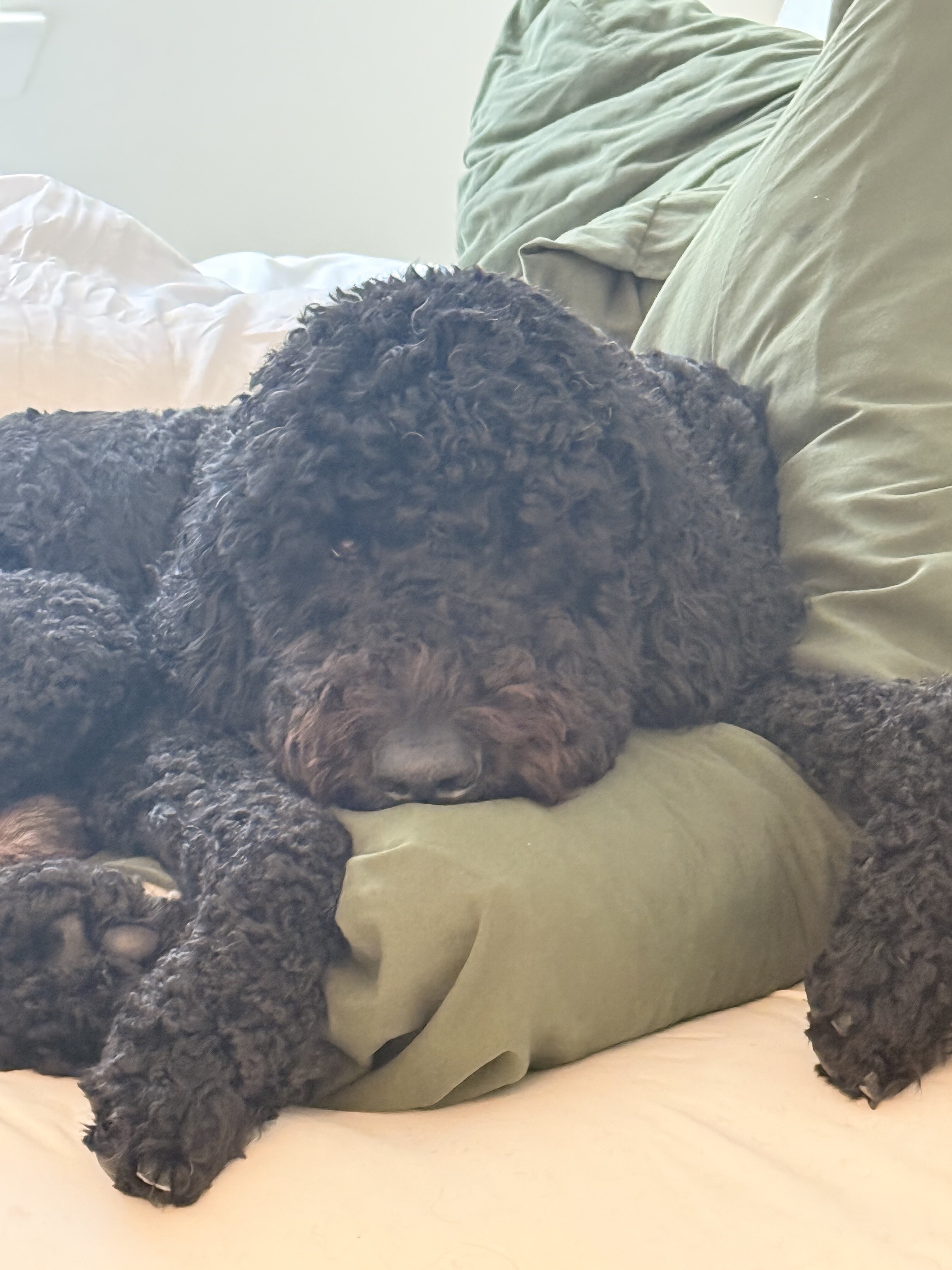 Rehoming Our Sweet Labradoodle, Blu 💙 image 1