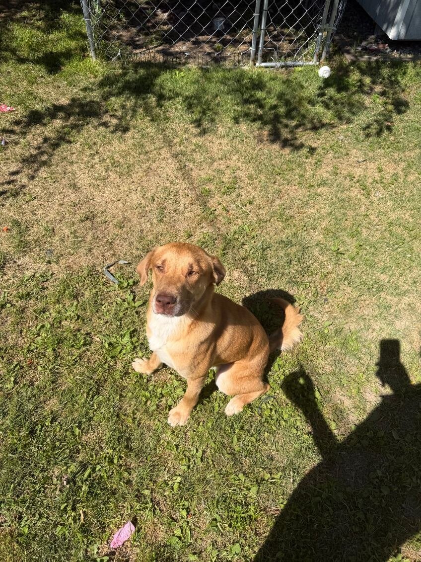(2) 2 year old dogs image 1