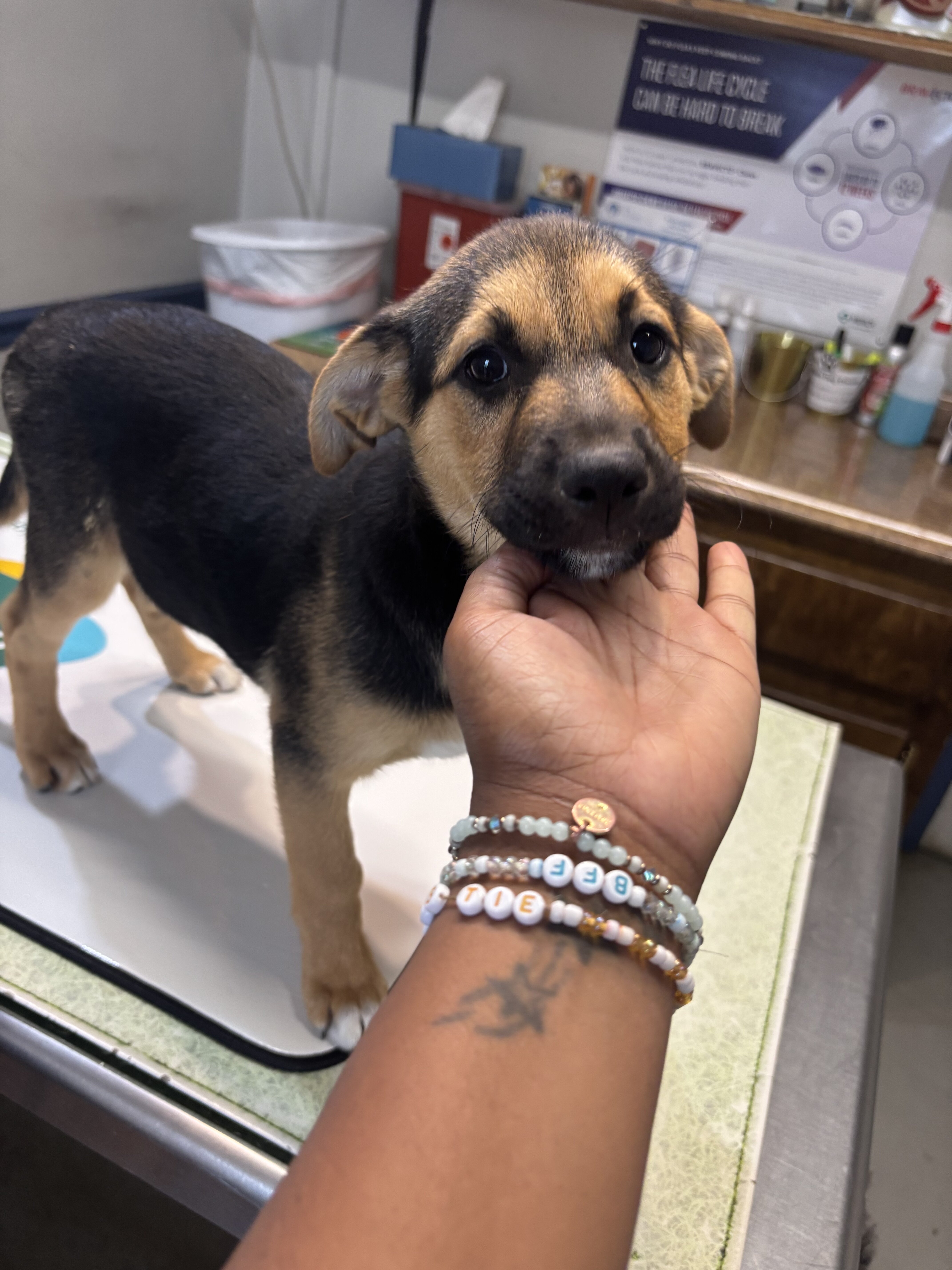 Rehoming beautiful Puppies image 2