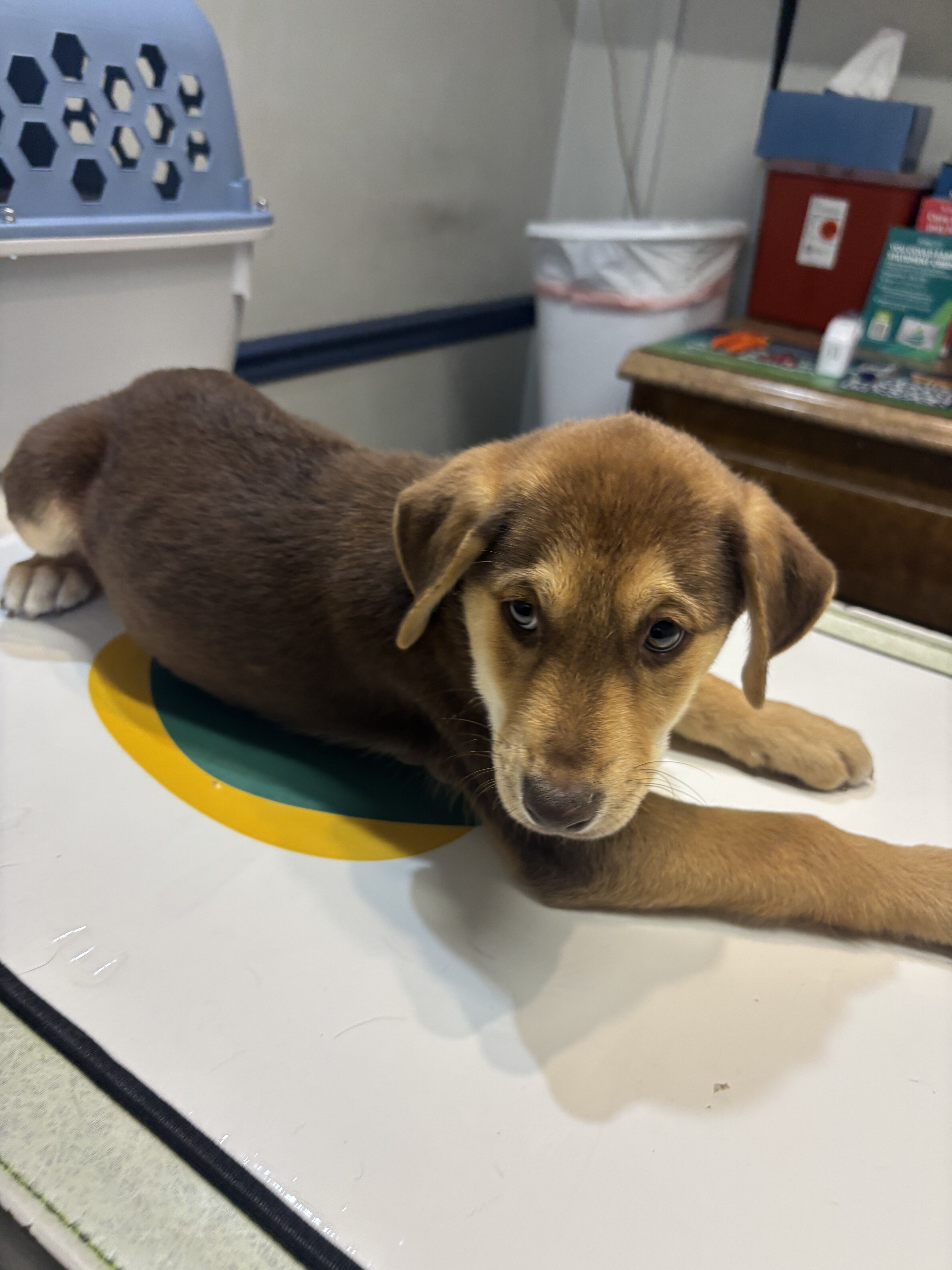 Rehoming beautiful Puppies image 1