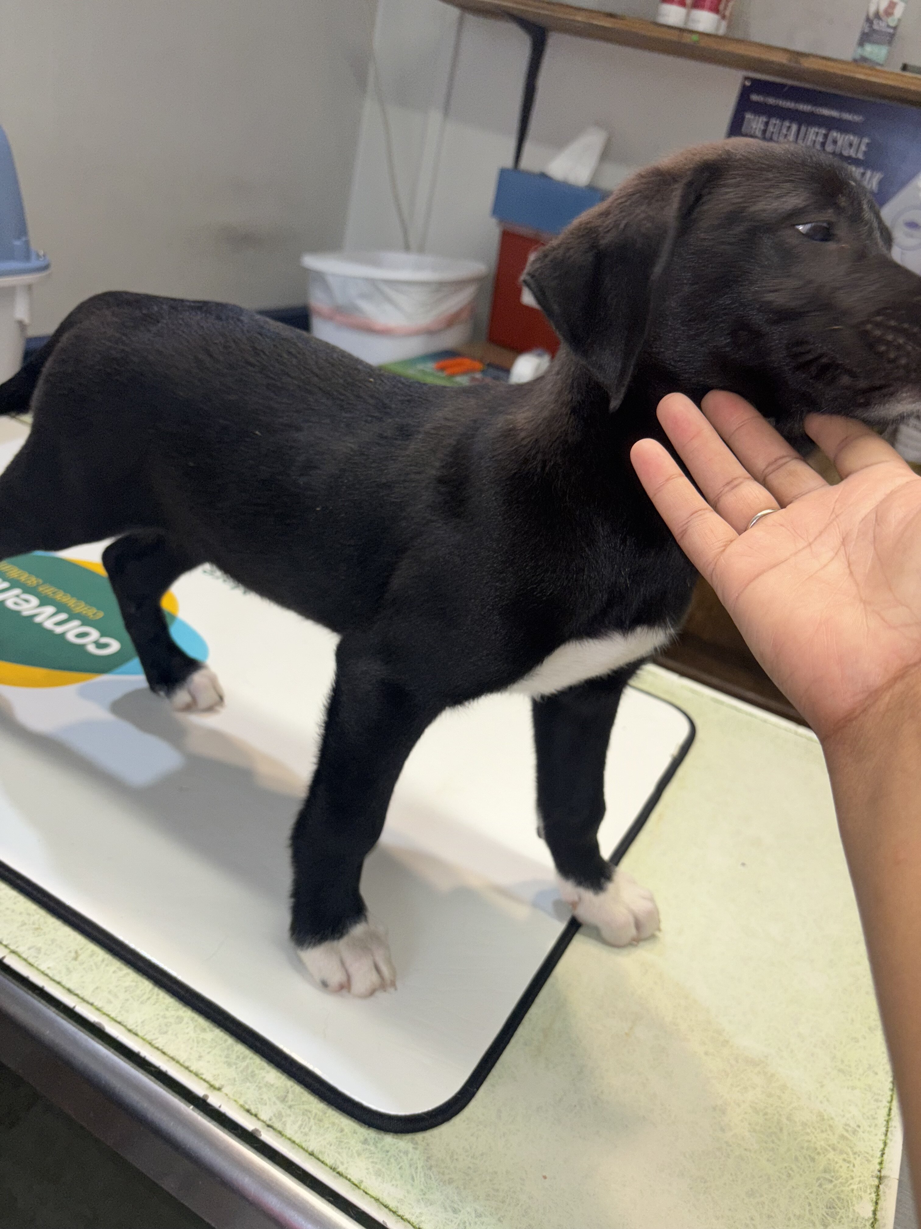 Rehoming beautiful Puppies image 3
