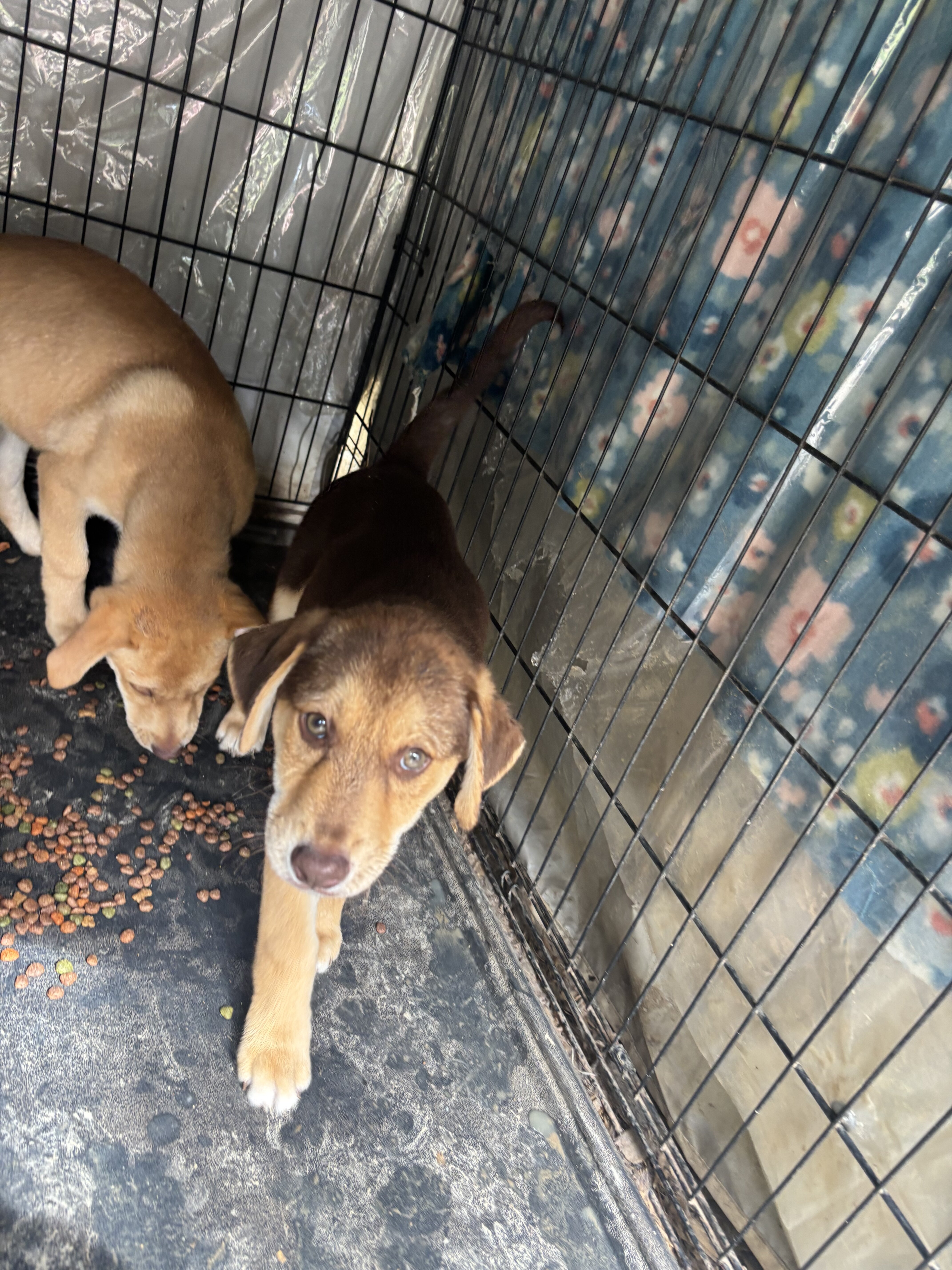 Rehoming beautiful Puppies image 4