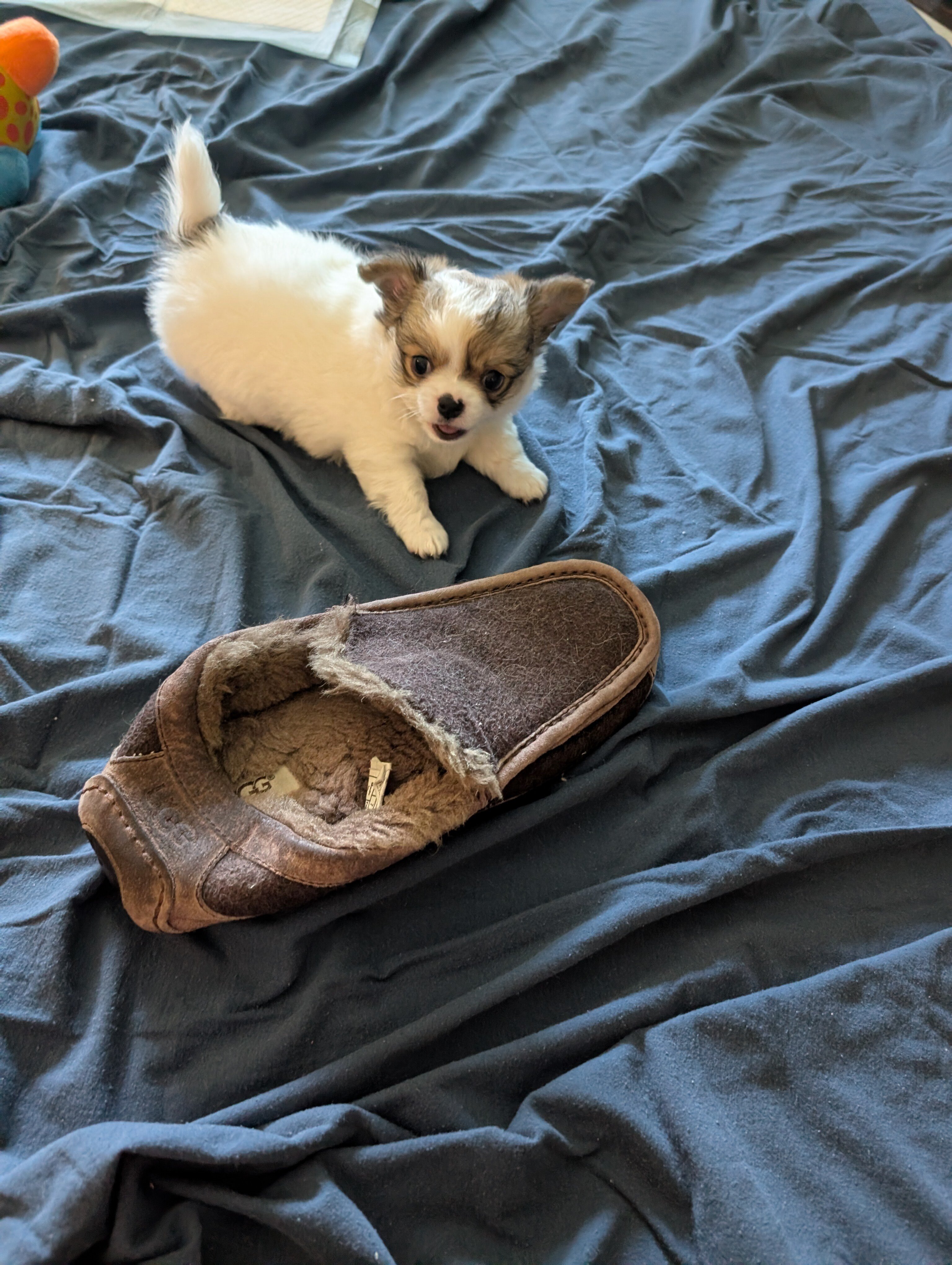 Long Coat Chihuahua image 3