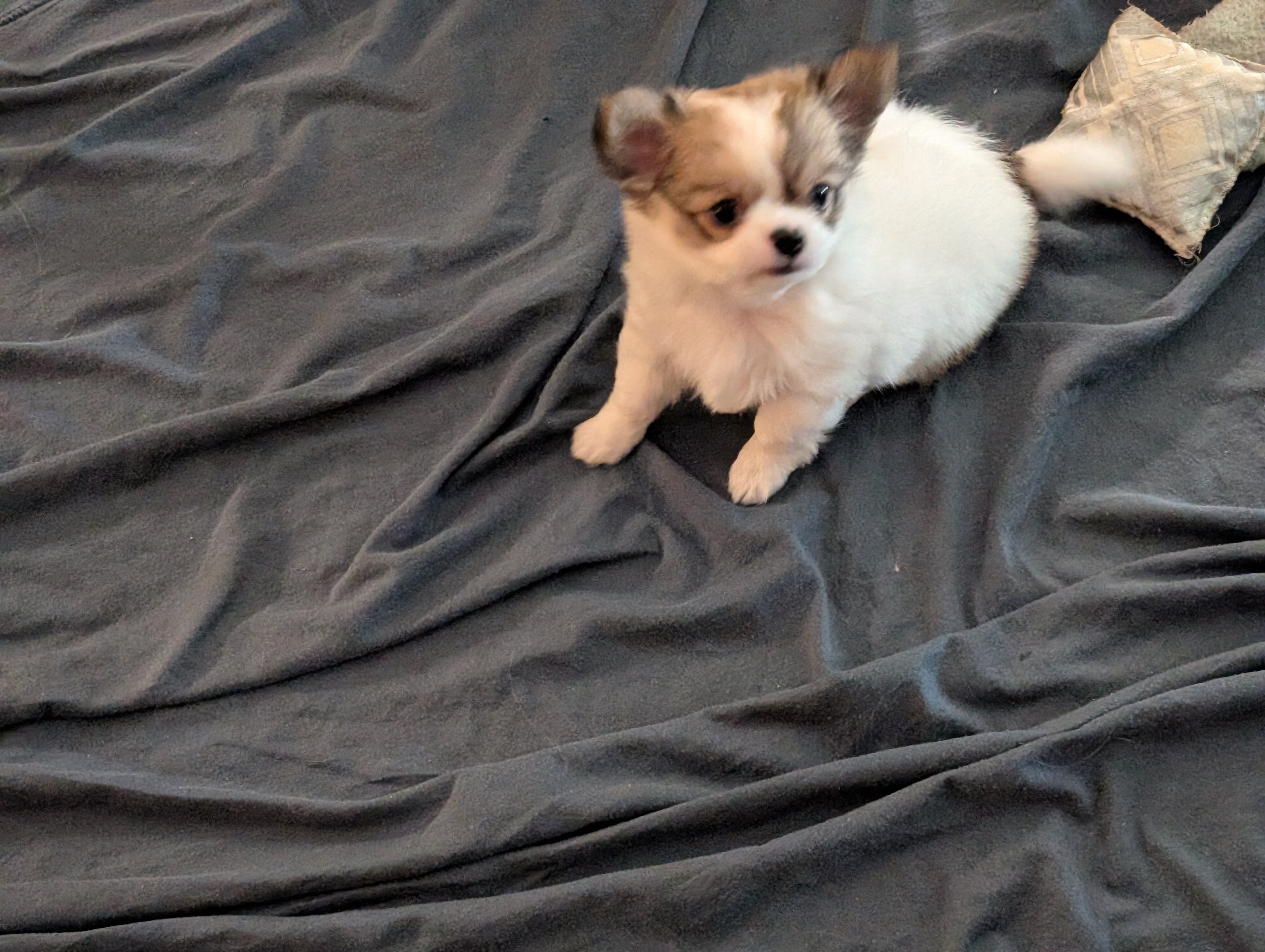 Long Coat Chihuahua image 4
