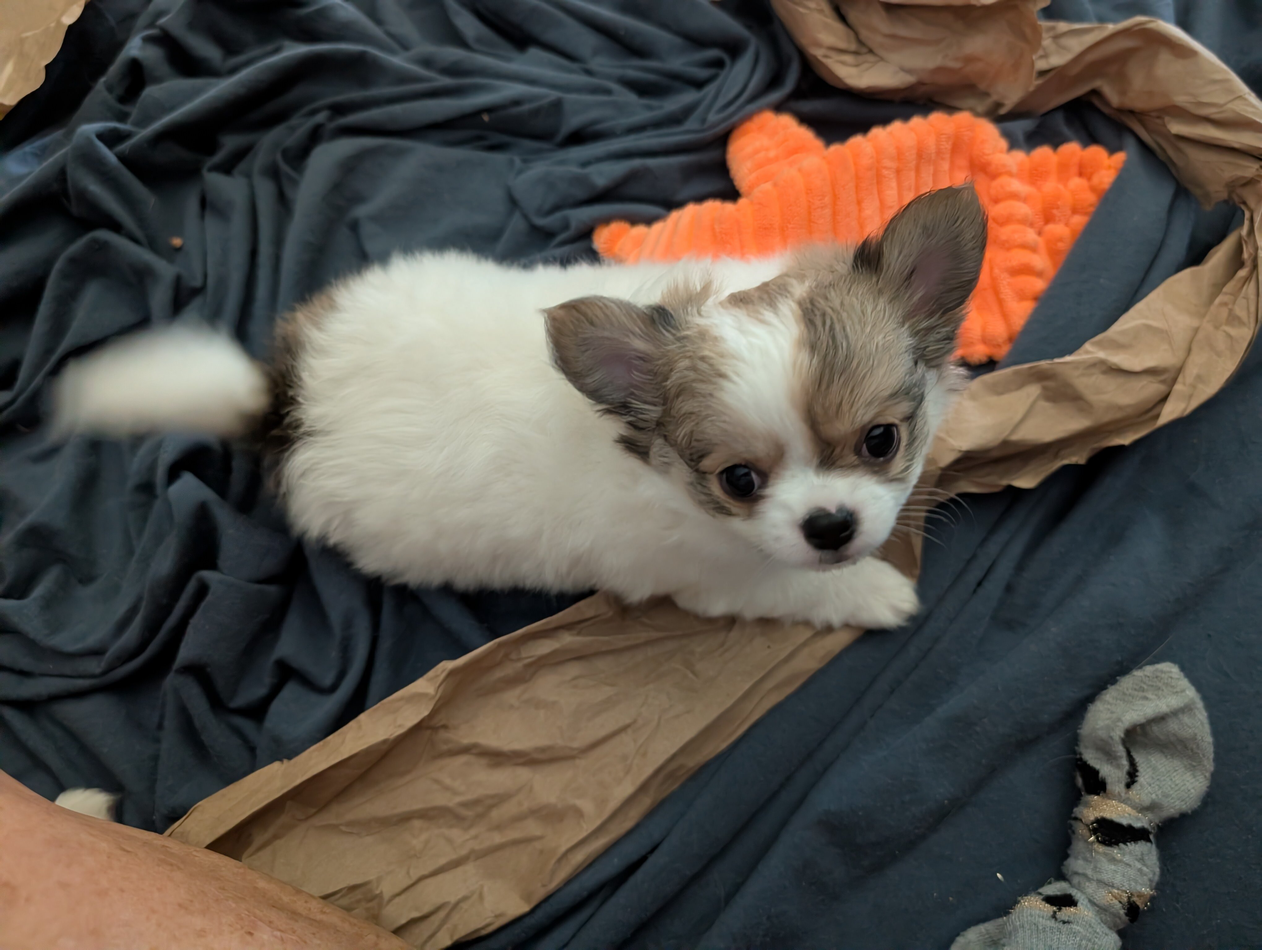 Long Coat Chihuahua image 1