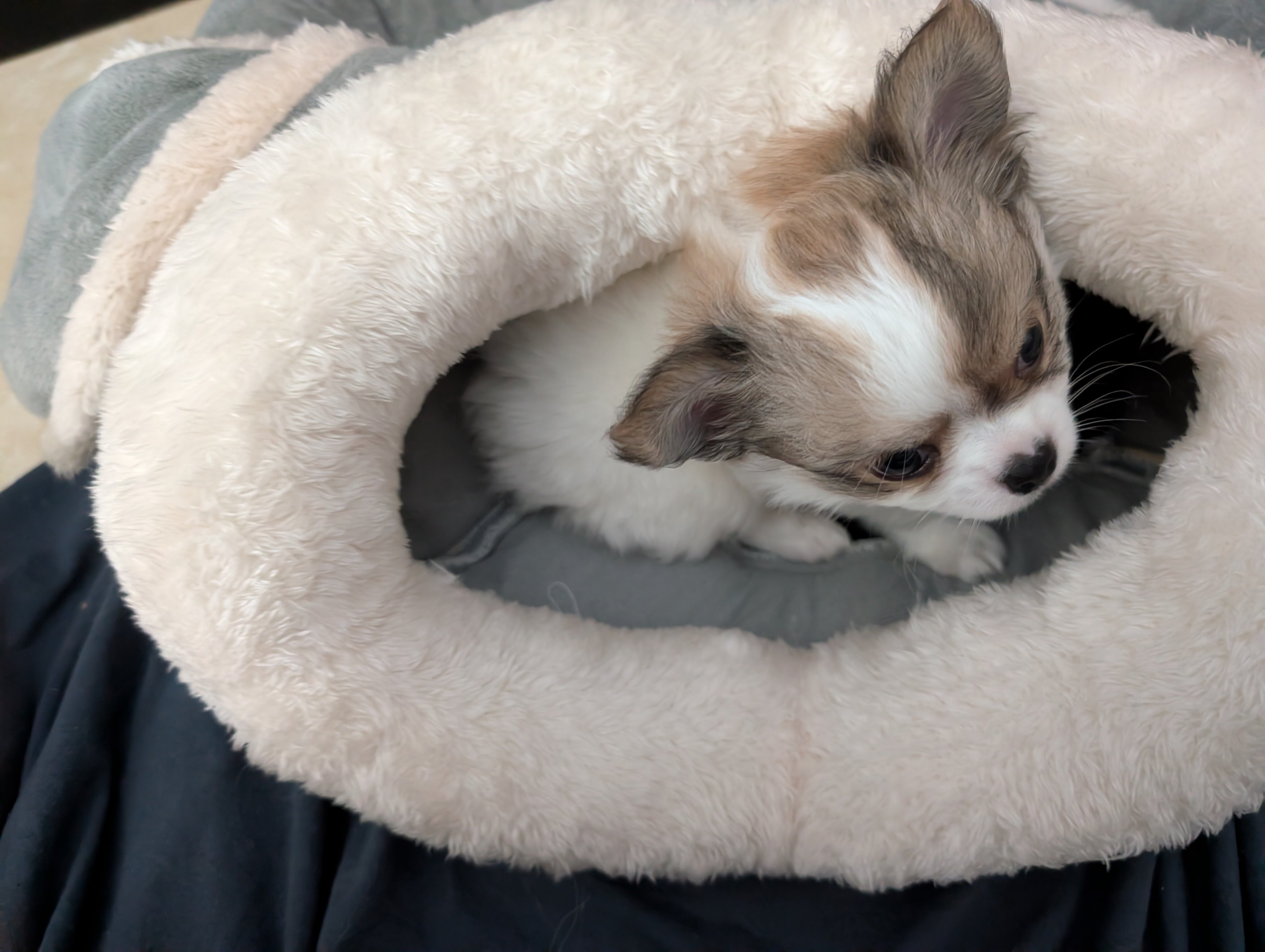 Long Coat Chihuahua image 2