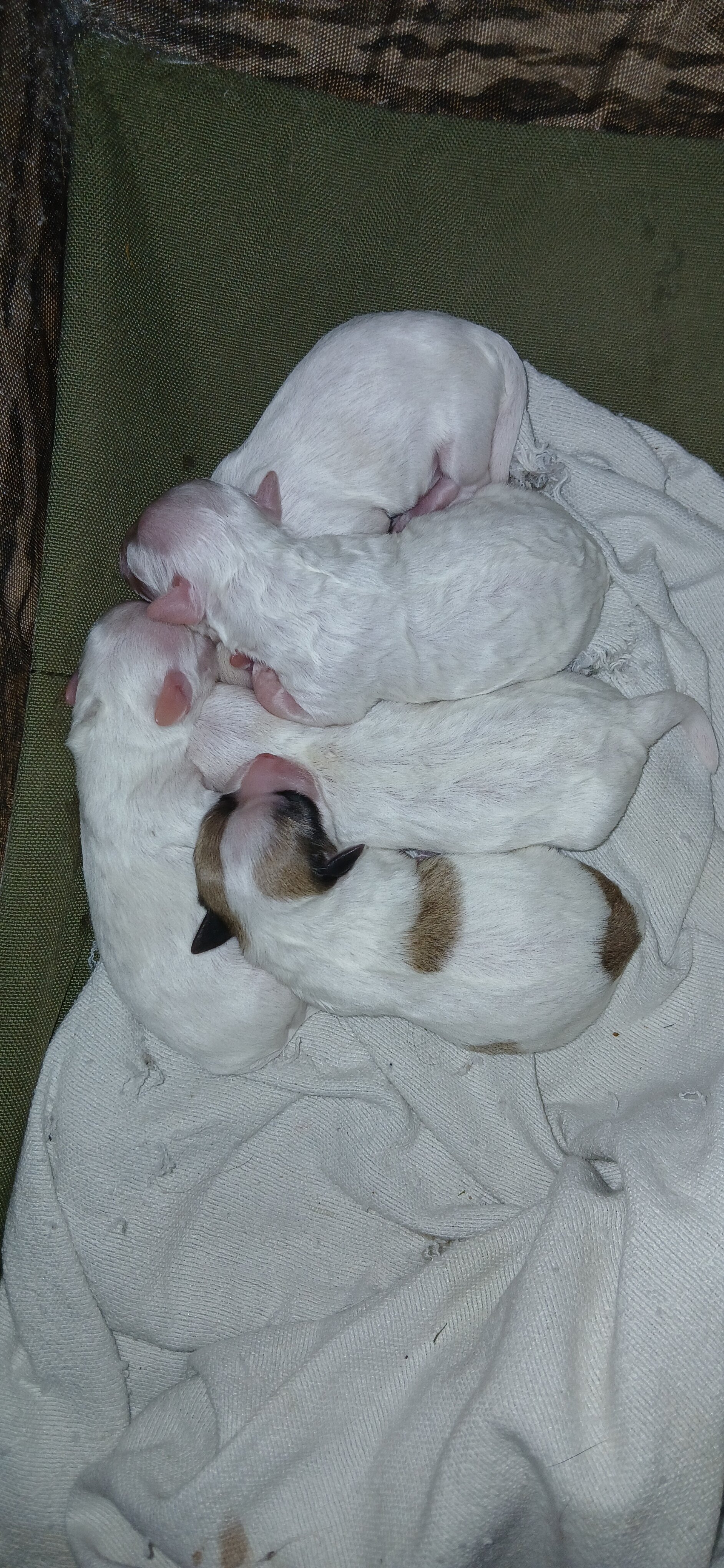 Morkie puppies image 1
