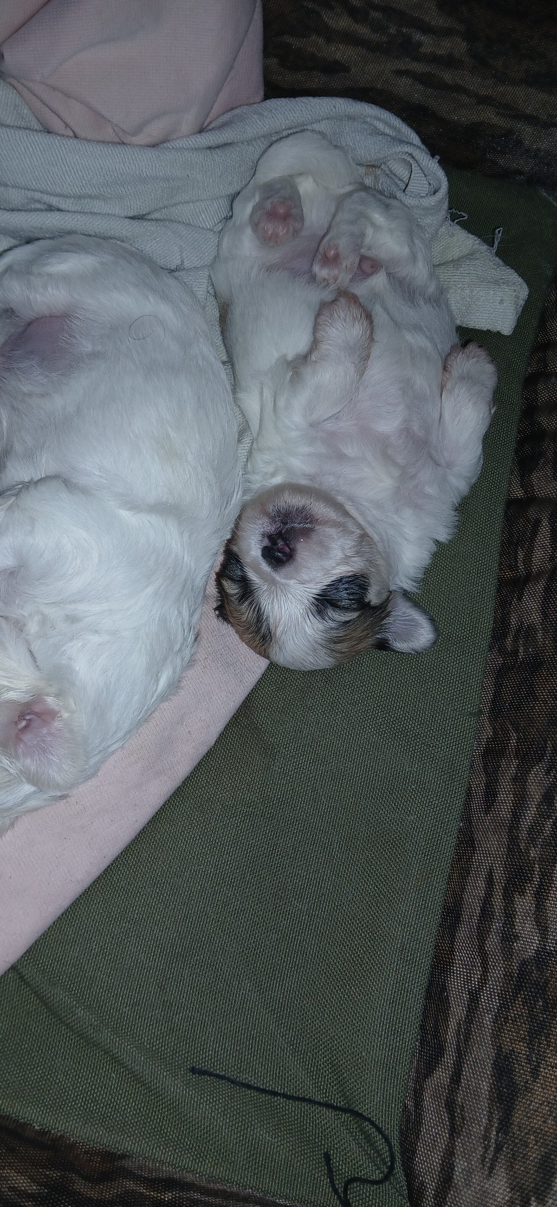 Morkie puppies image 3