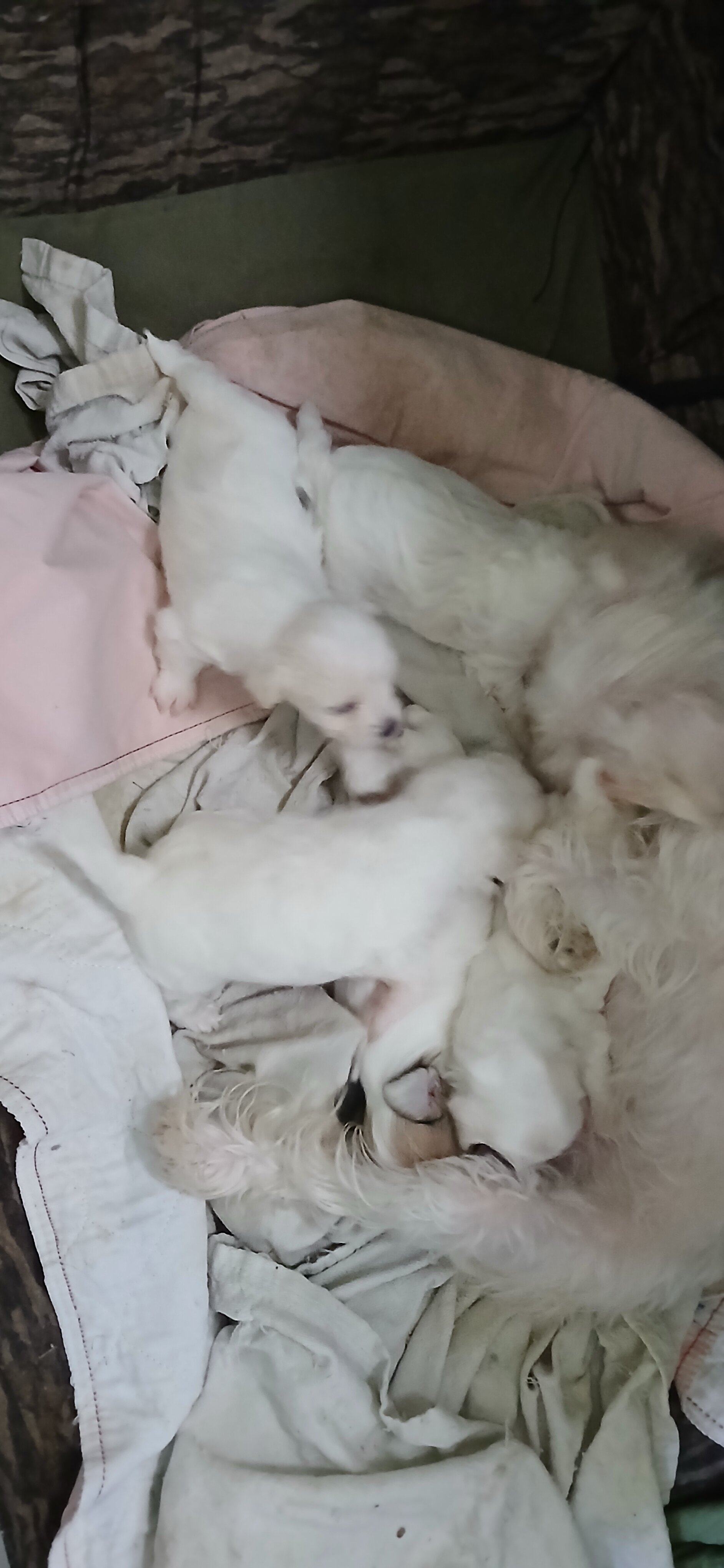 Morkie puppies image 4