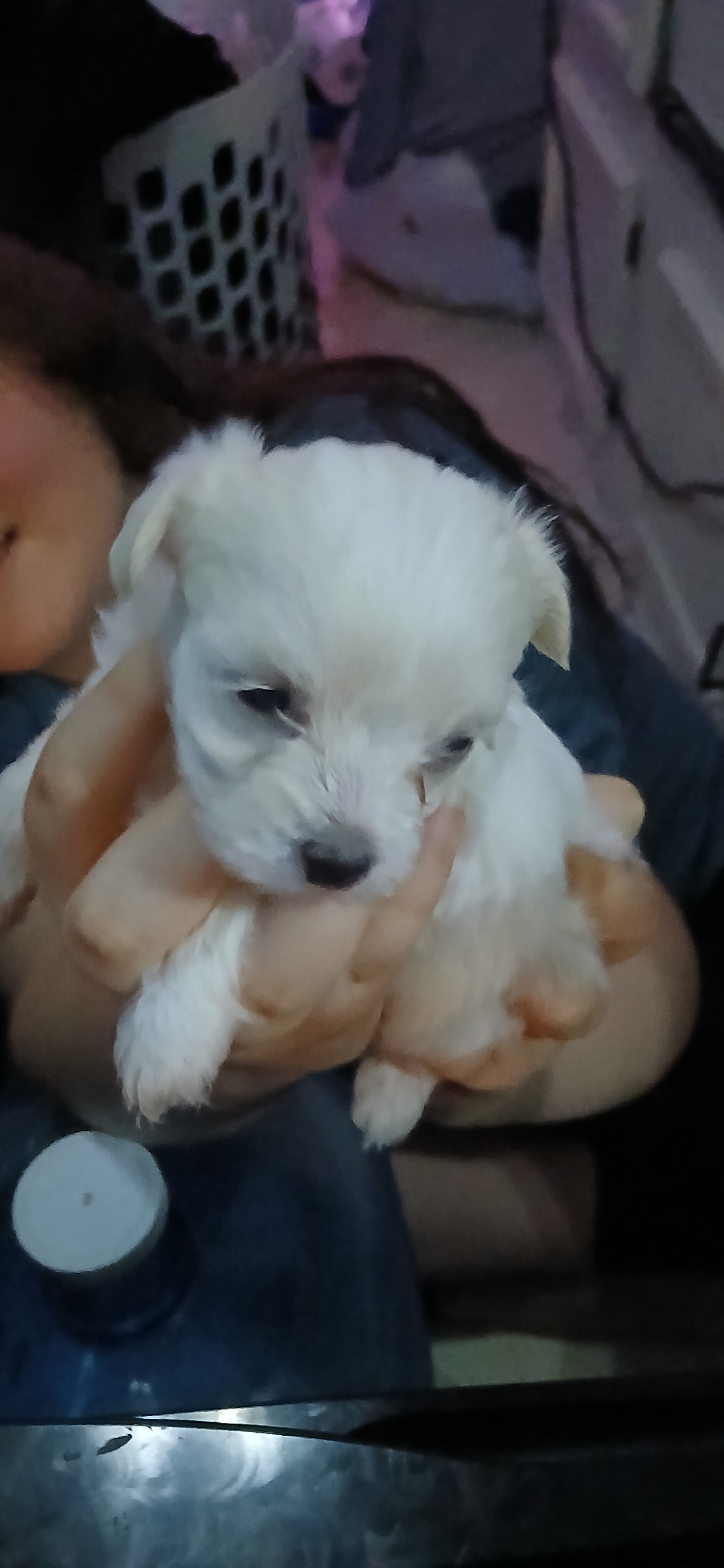 Morkie puppies image 2