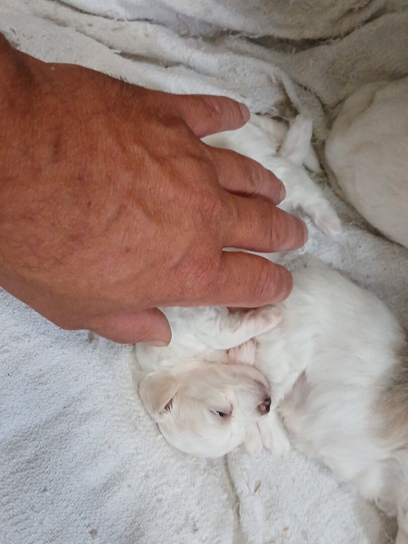Morkie puppies image 5