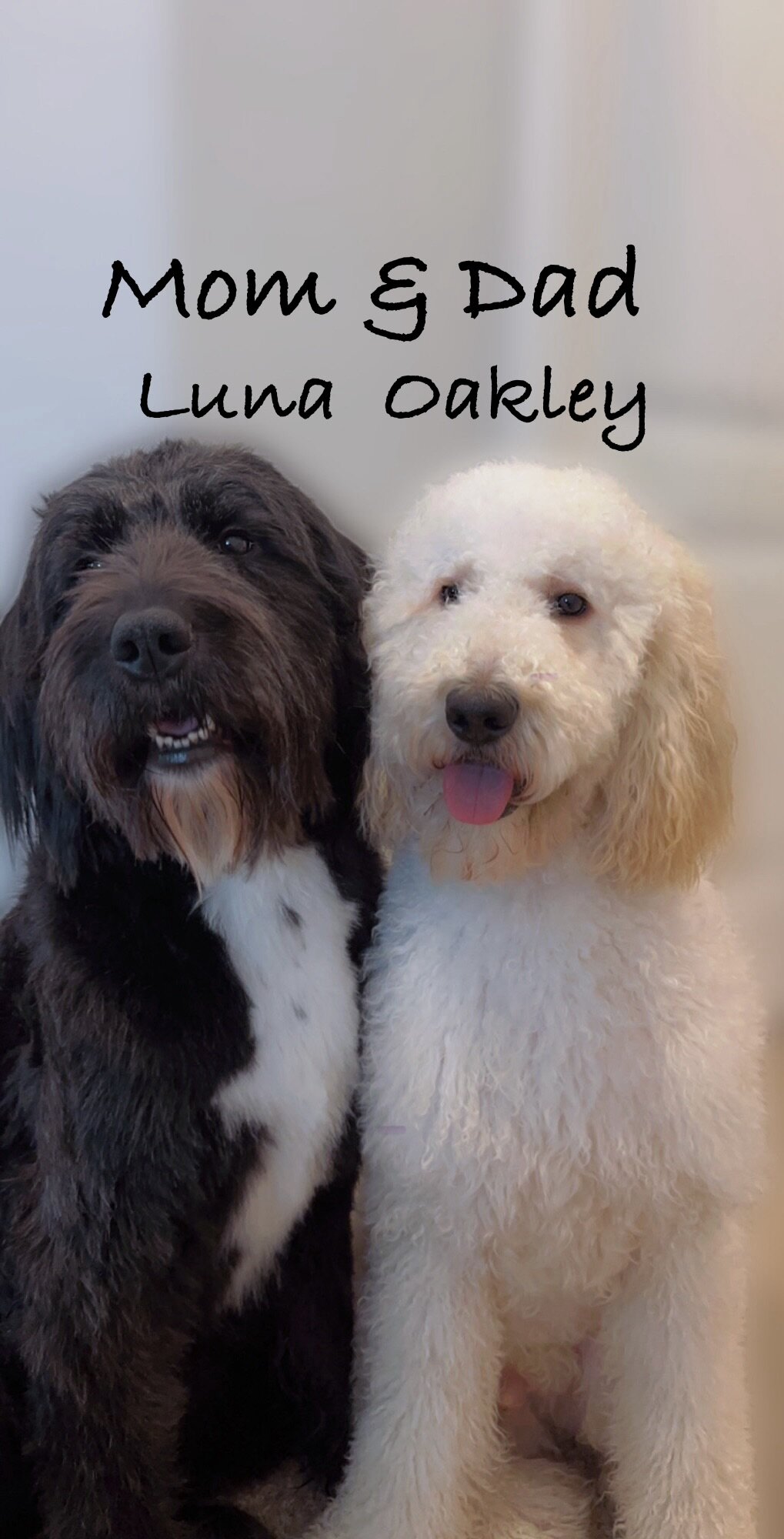 Goldendoodle Puppies image 1