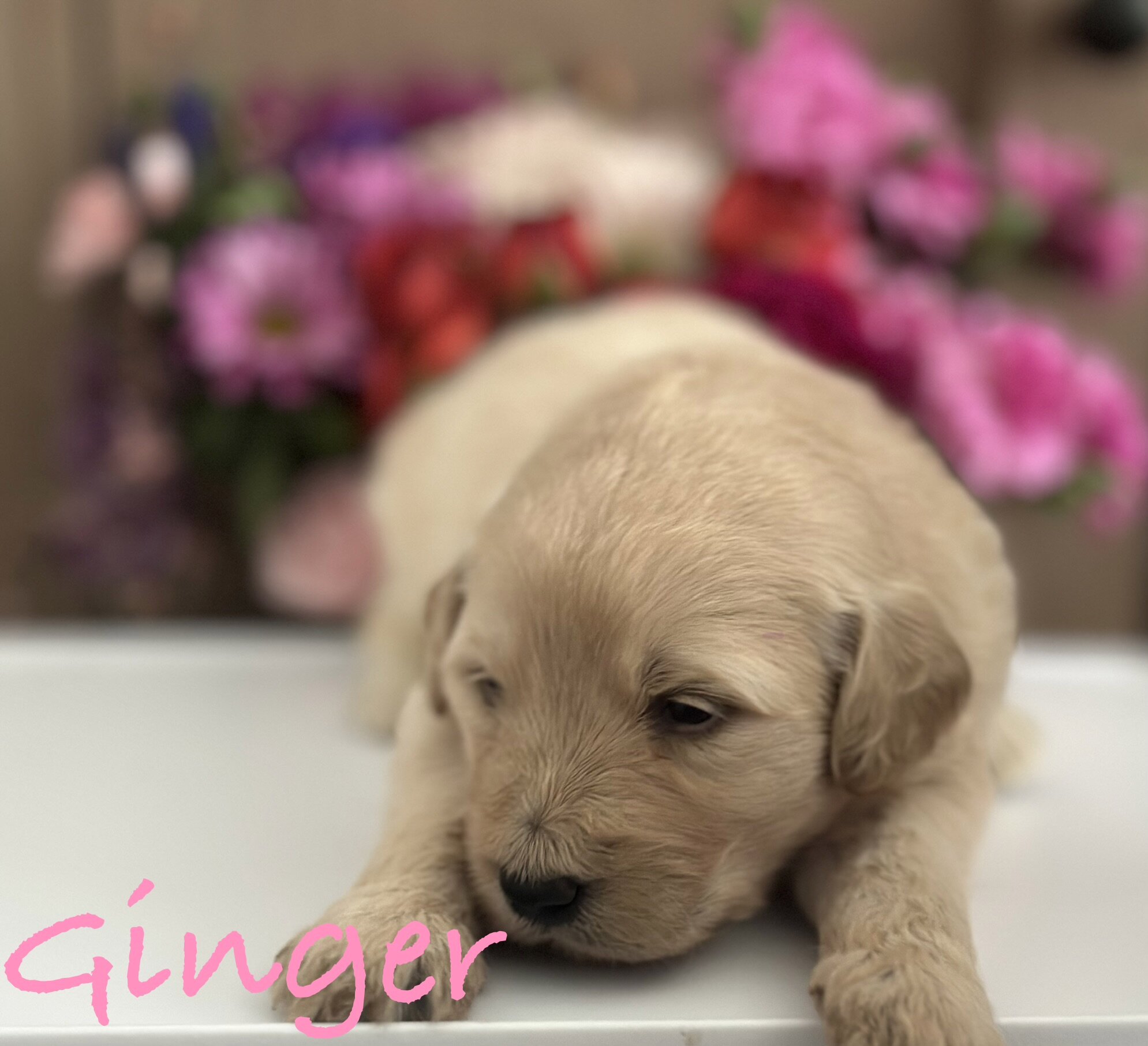 Goldendoodle Puppies image 3