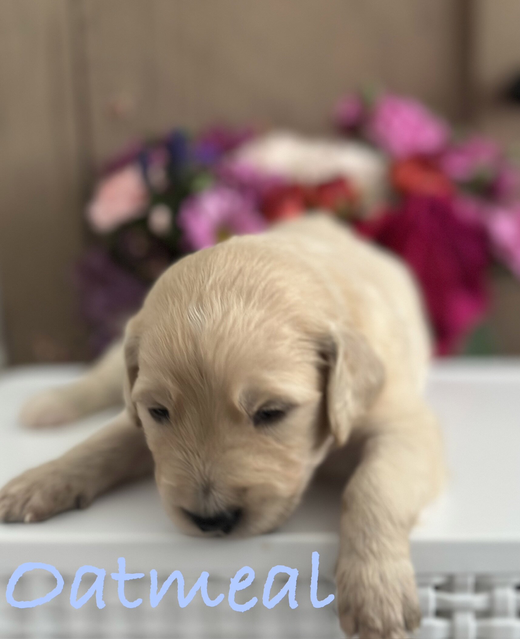 Goldendoodle Puppies image 2