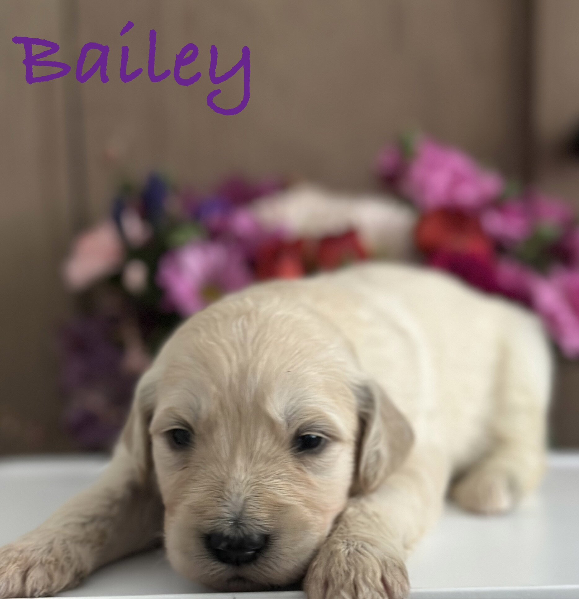 Goldendoodle Puppies image 4