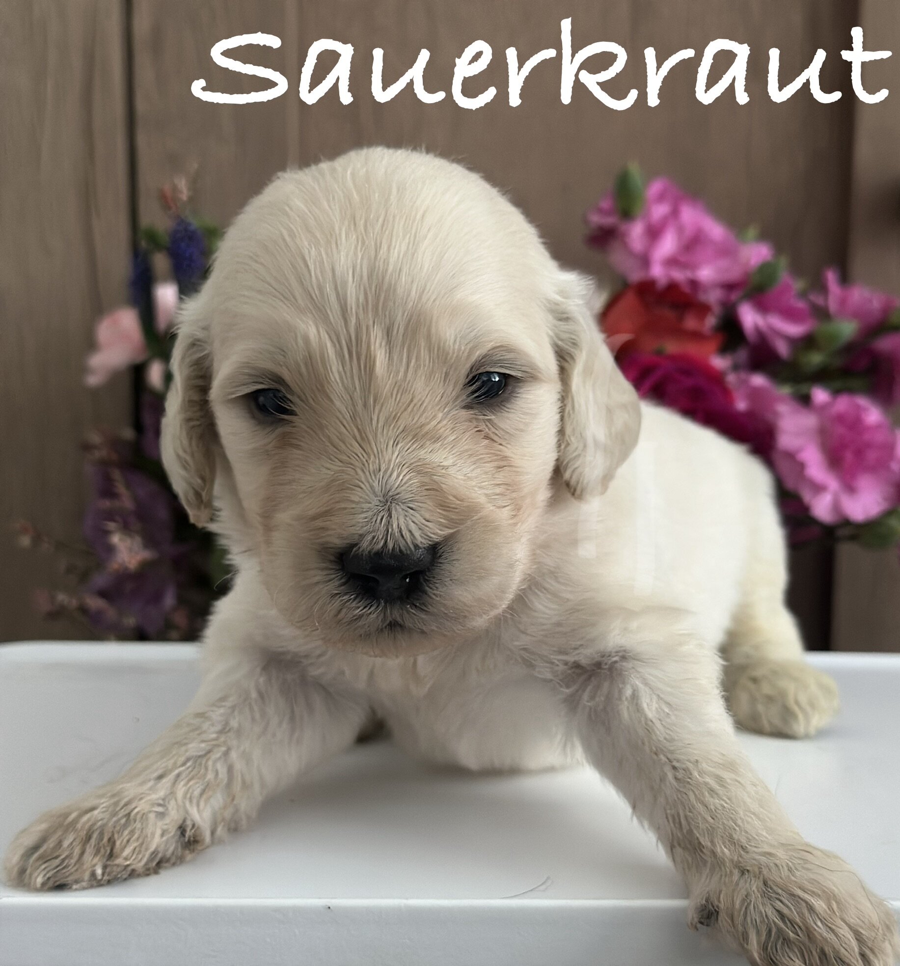Goldendoodle Puppies image 6