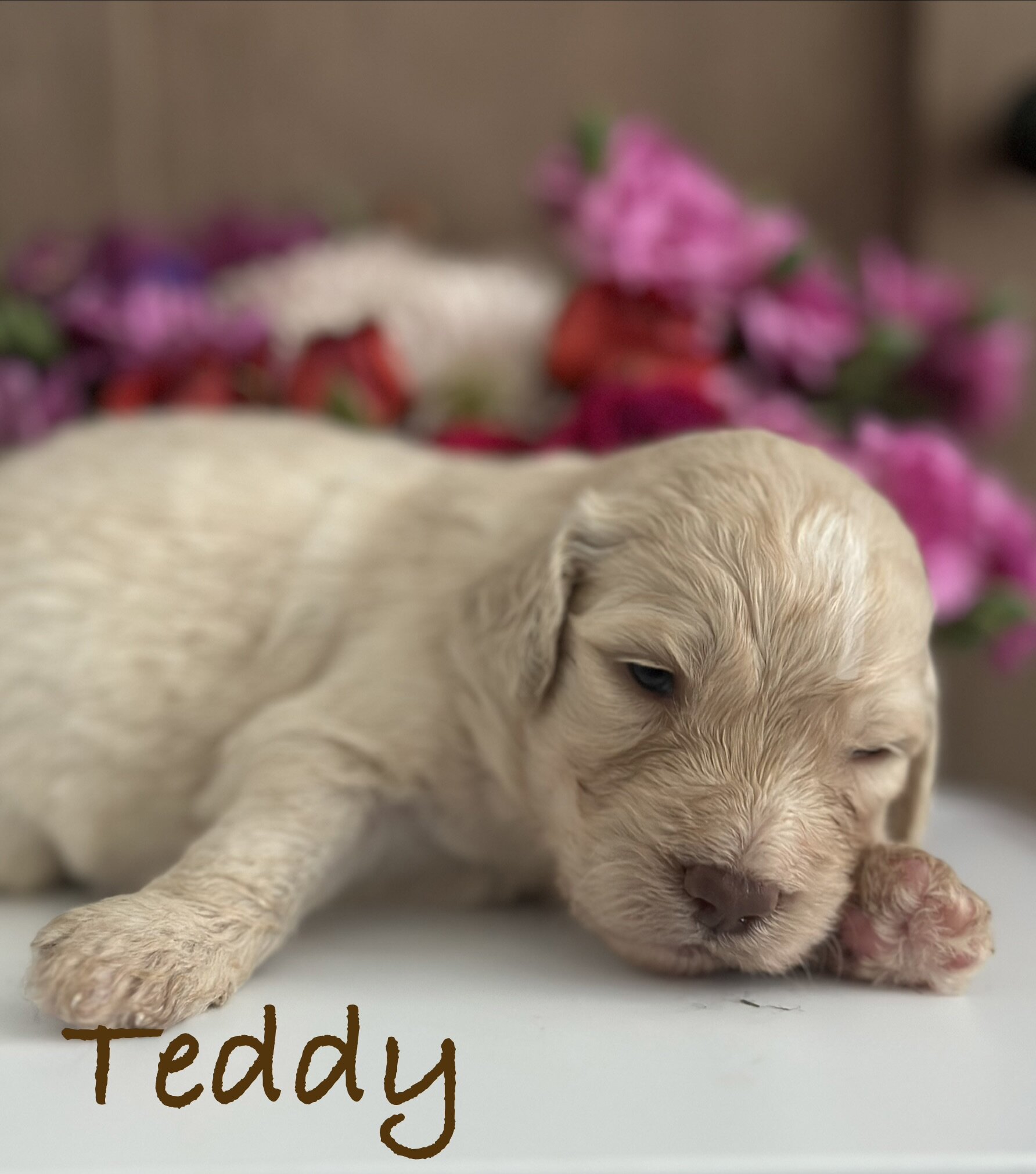 Goldendoodle Puppies image 7