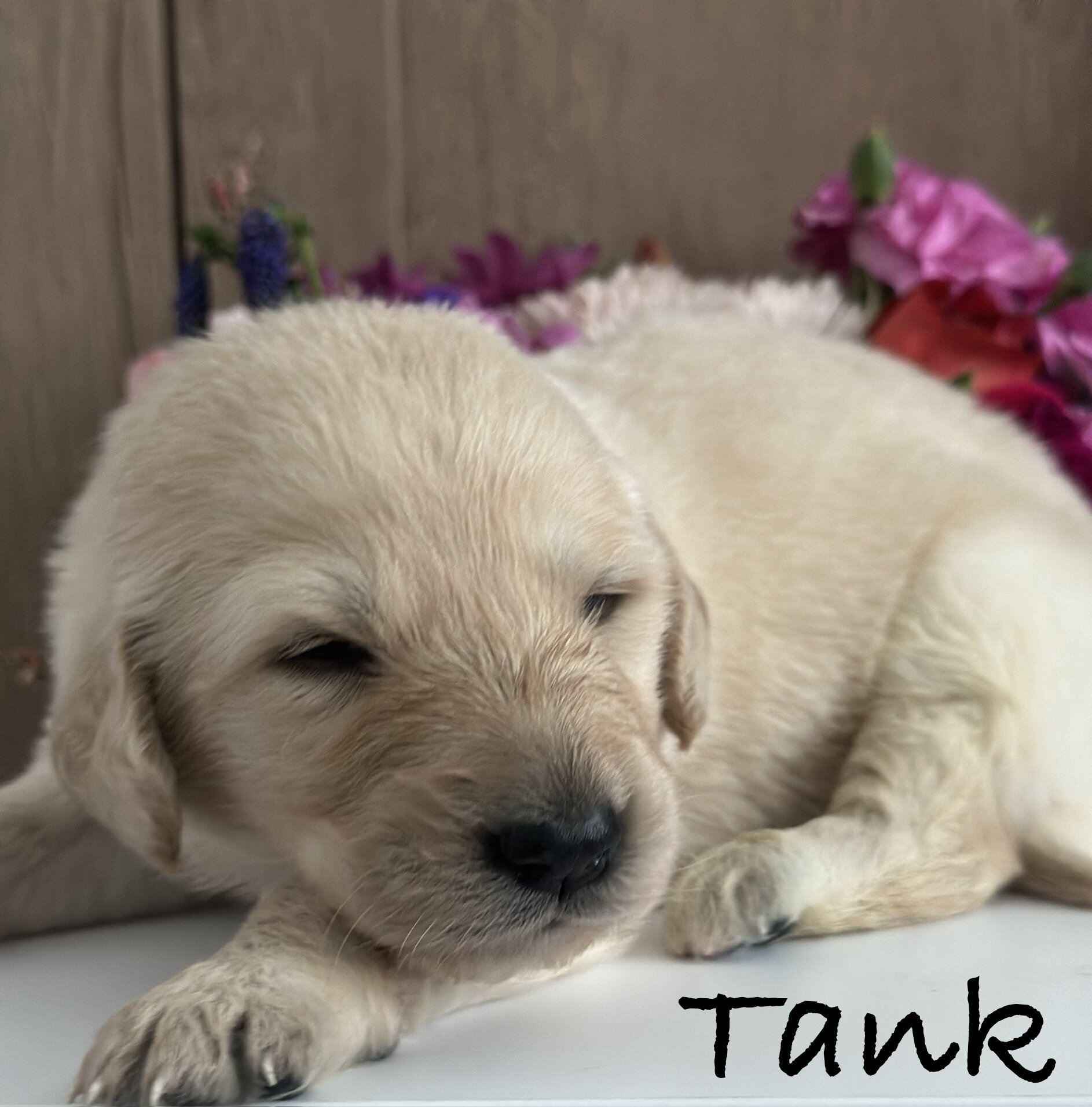 Goldendoodle Puppies image 5