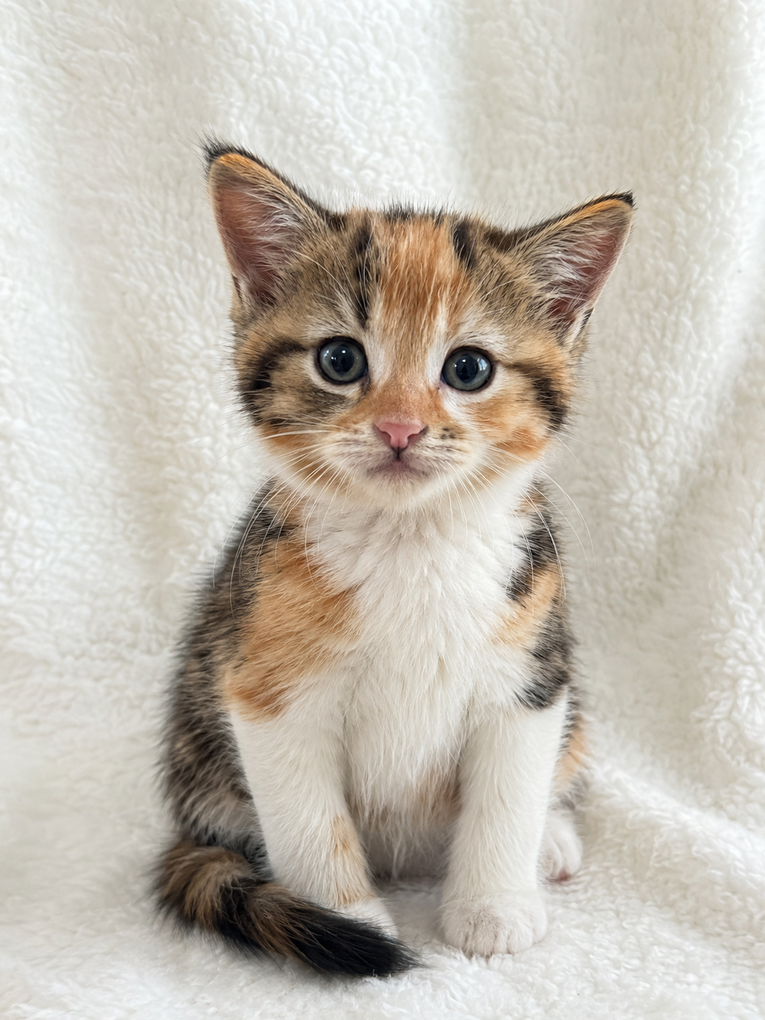 Kittens in need of a new home! image 3