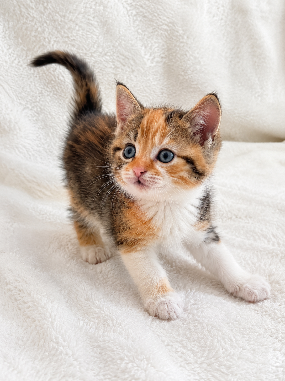 Kittens in need of a new home! image 4