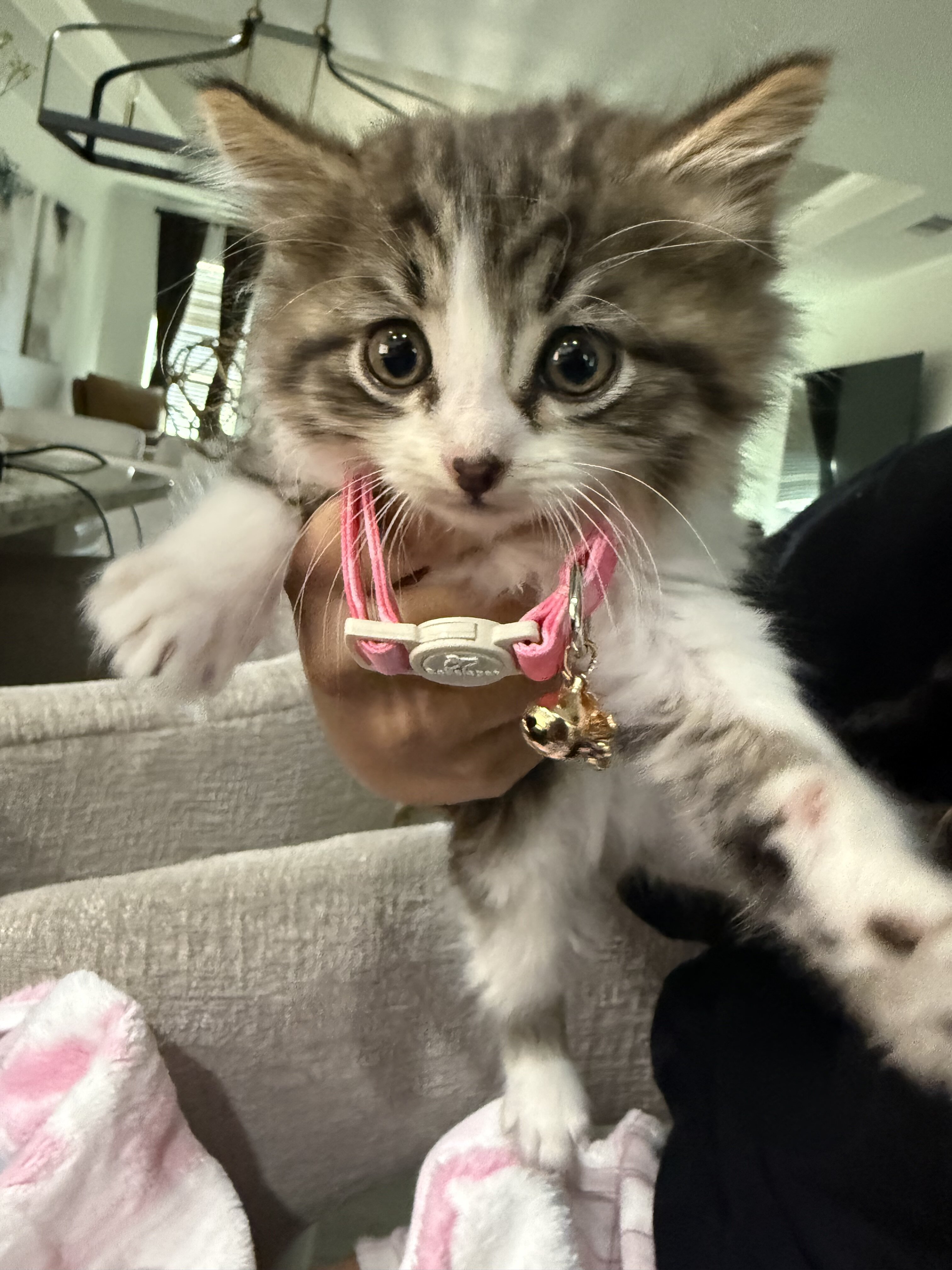 Kittens in need of a new home! image 1