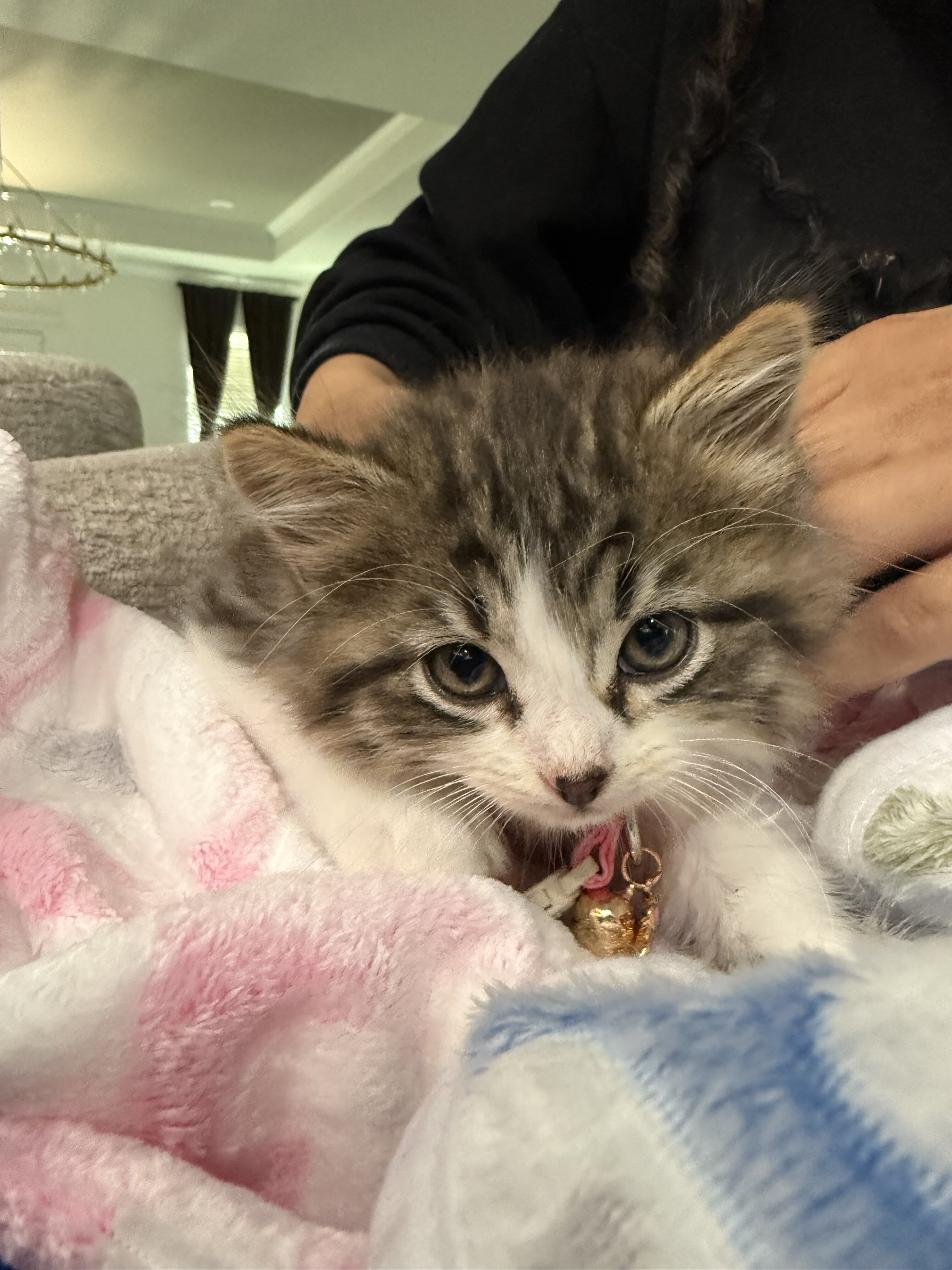 Kittens in need of a new home! image 2