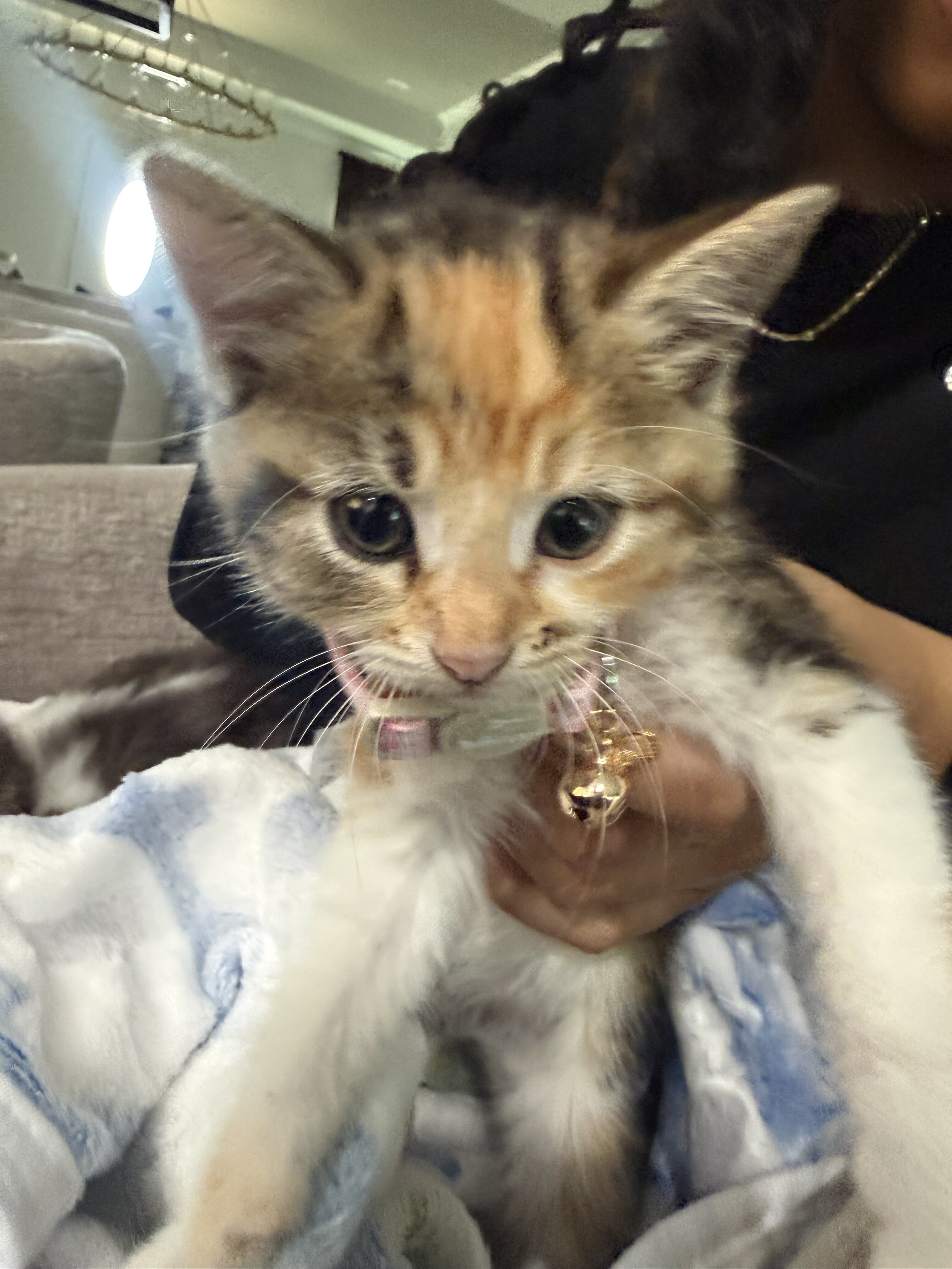 Kittens in need of a new home! image 7