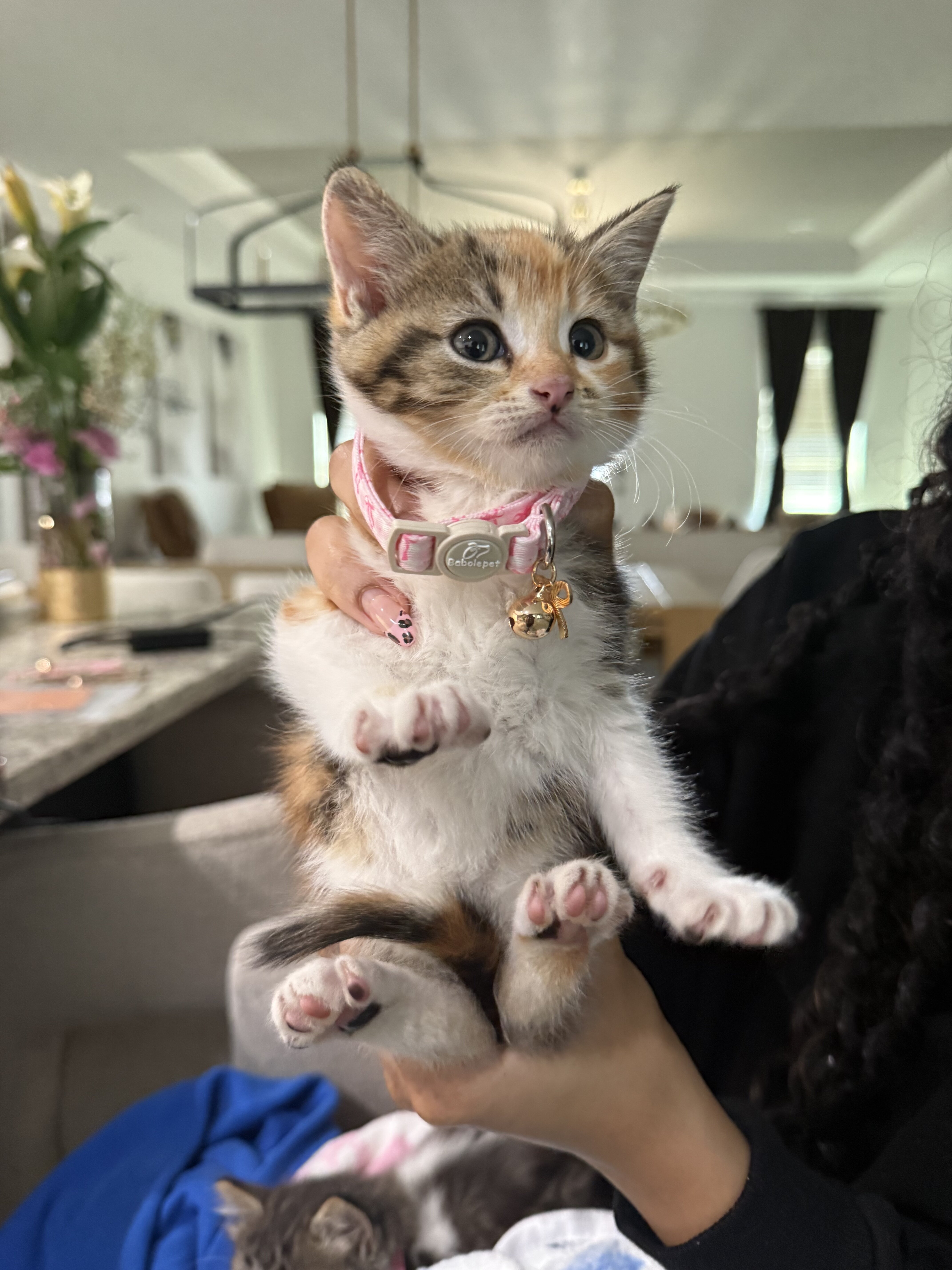 Kittens in need of a new home! image 6