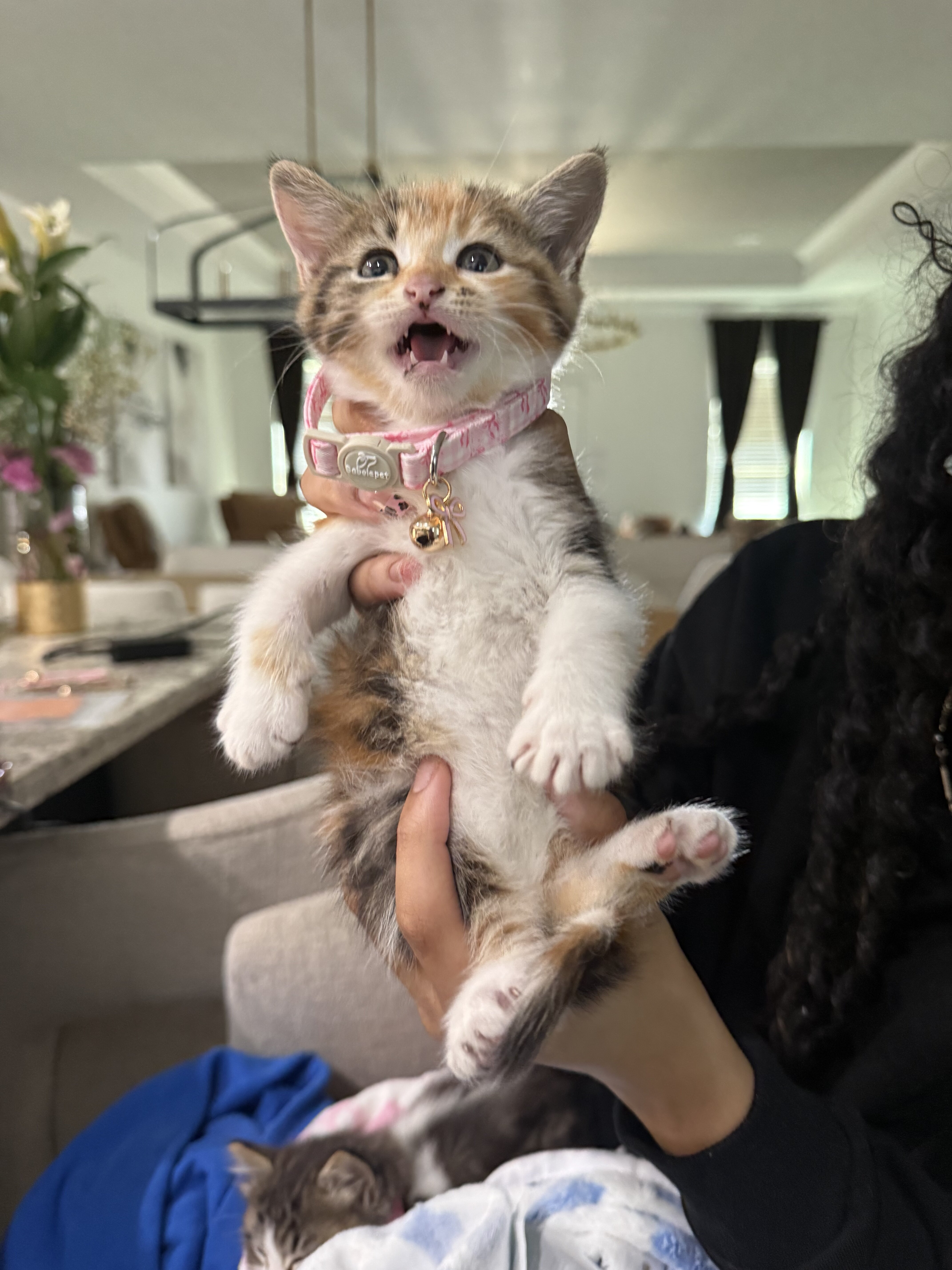 Kittens in need of a new home! image 5