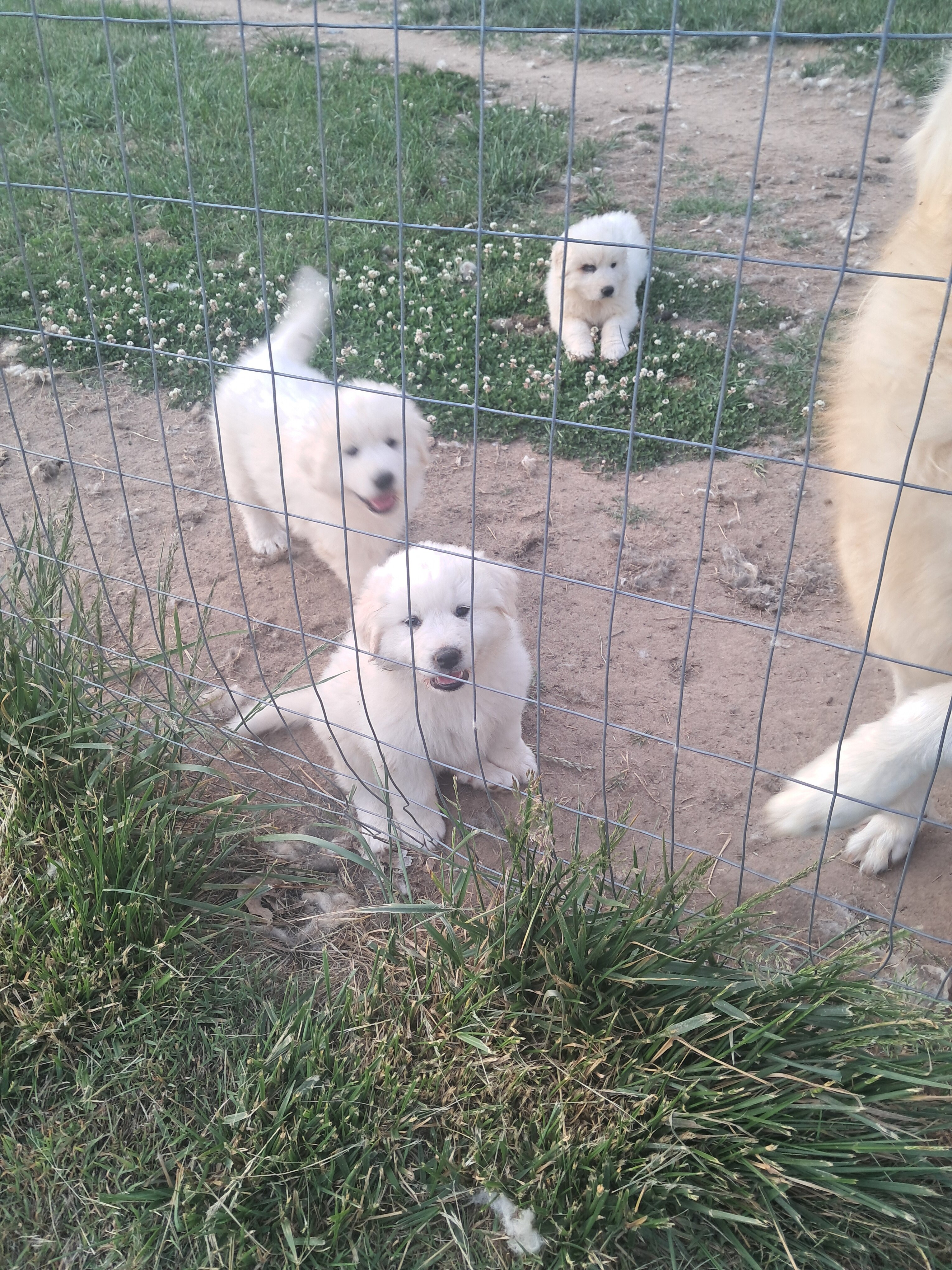 Great prynese puppies image 1