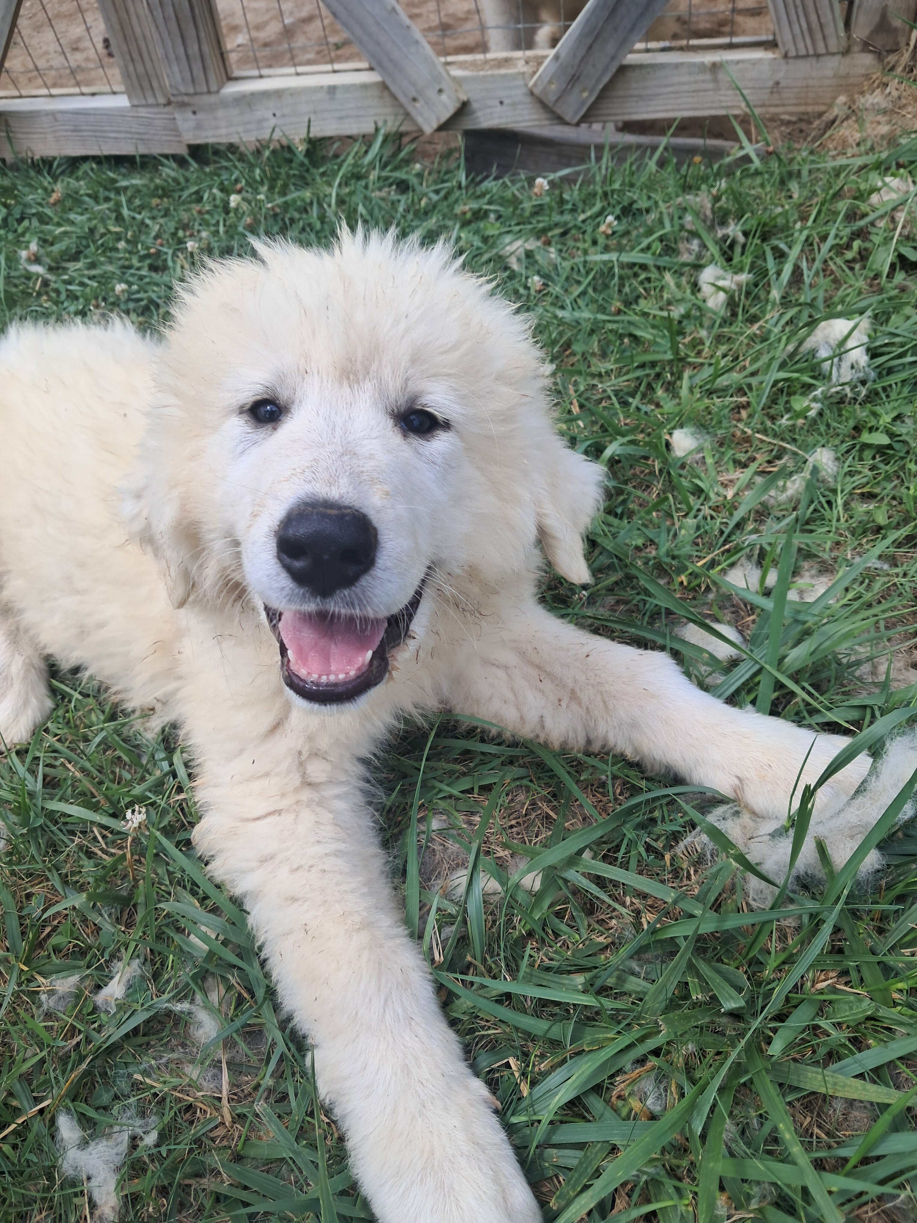 Great prynese puppies image 2