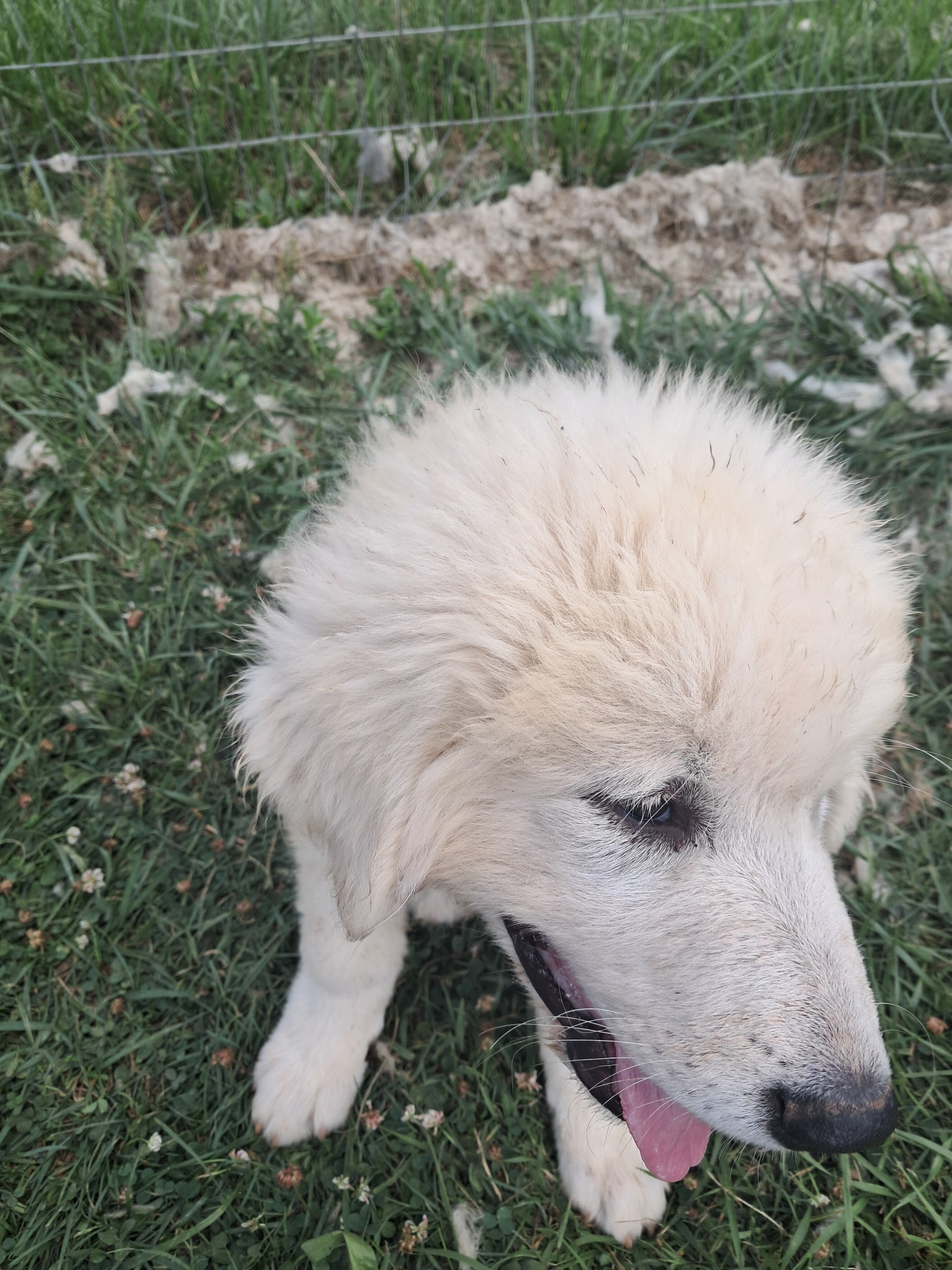 Great prynese puppies image 3
