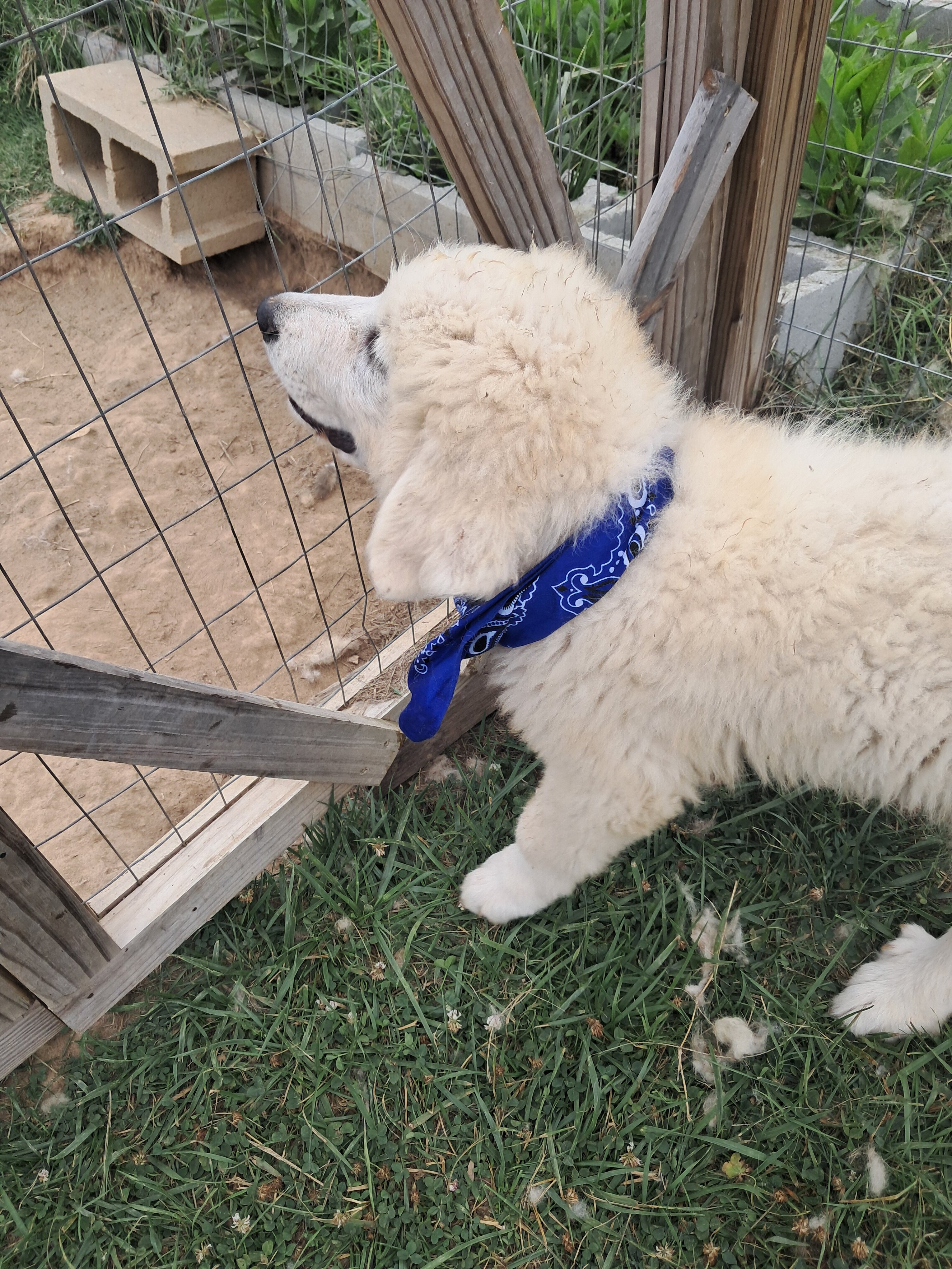 Great prynese puppies image 4