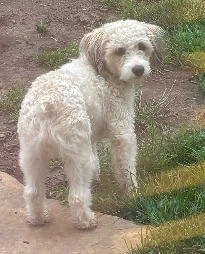 Male Minature Poodle image 3