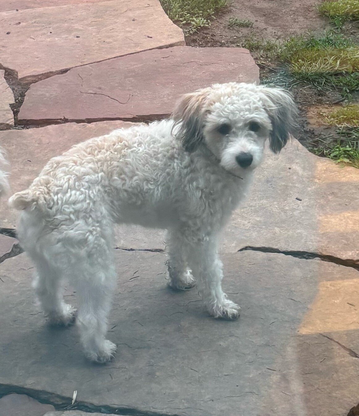 Male Minature Poodle image 1
