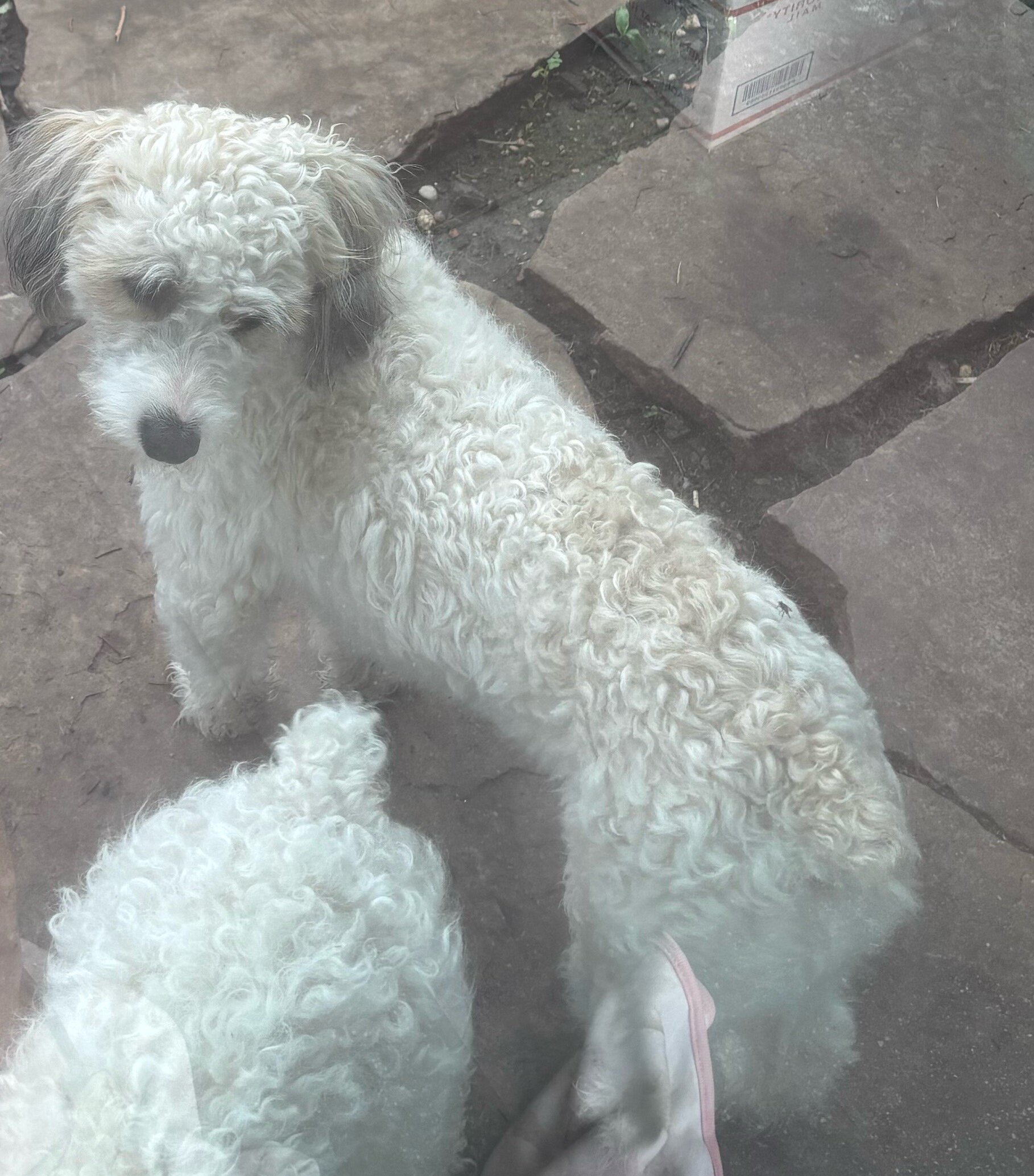 Male Minature Poodle image 2