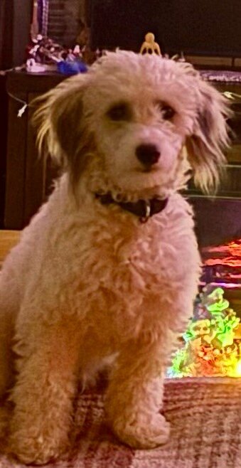Male Minature Poodle image 5