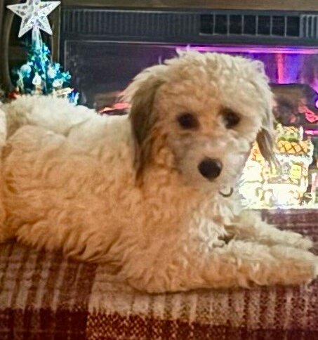 Male Minature Poodle image 4