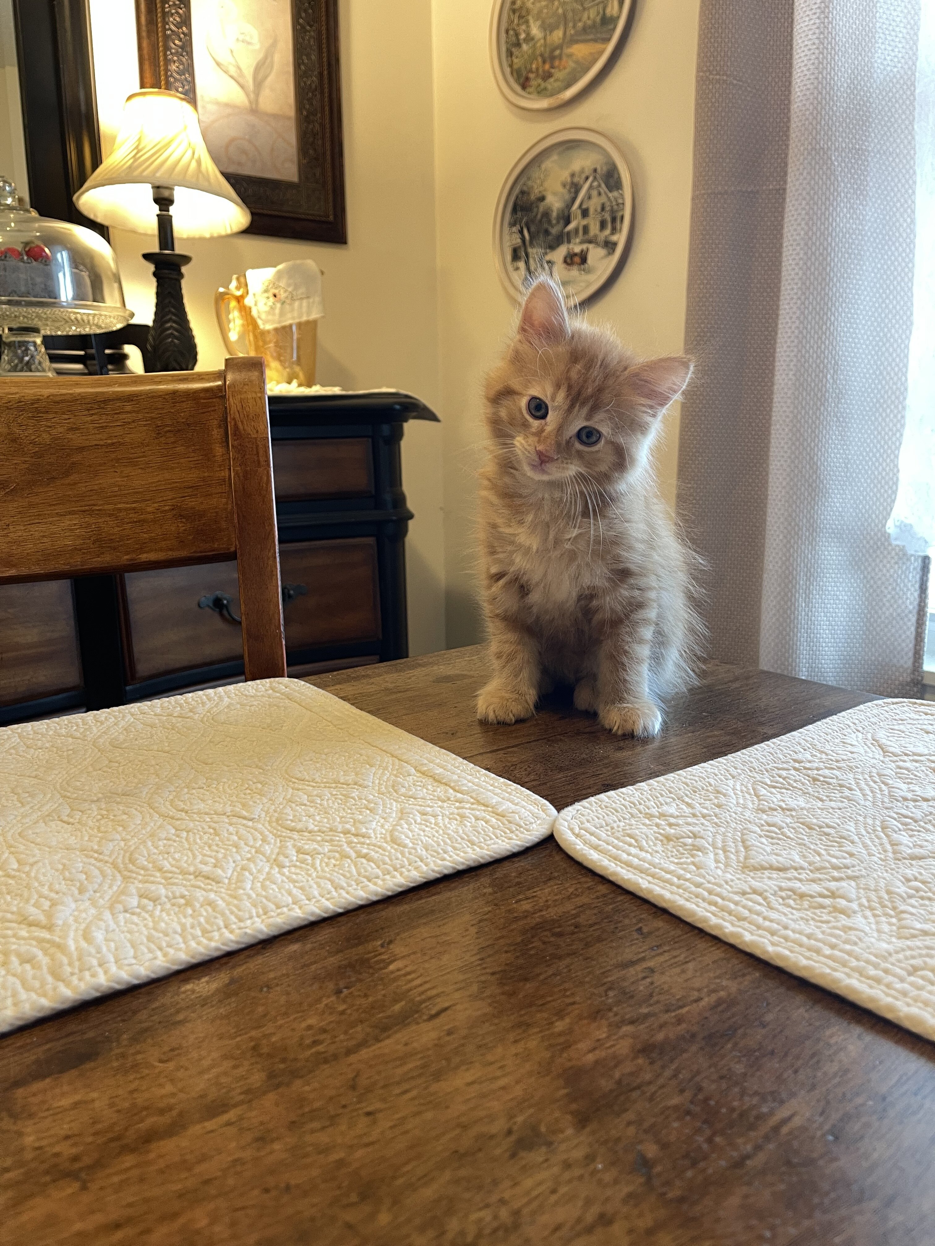 Kitten long hair tiger stripes image 1