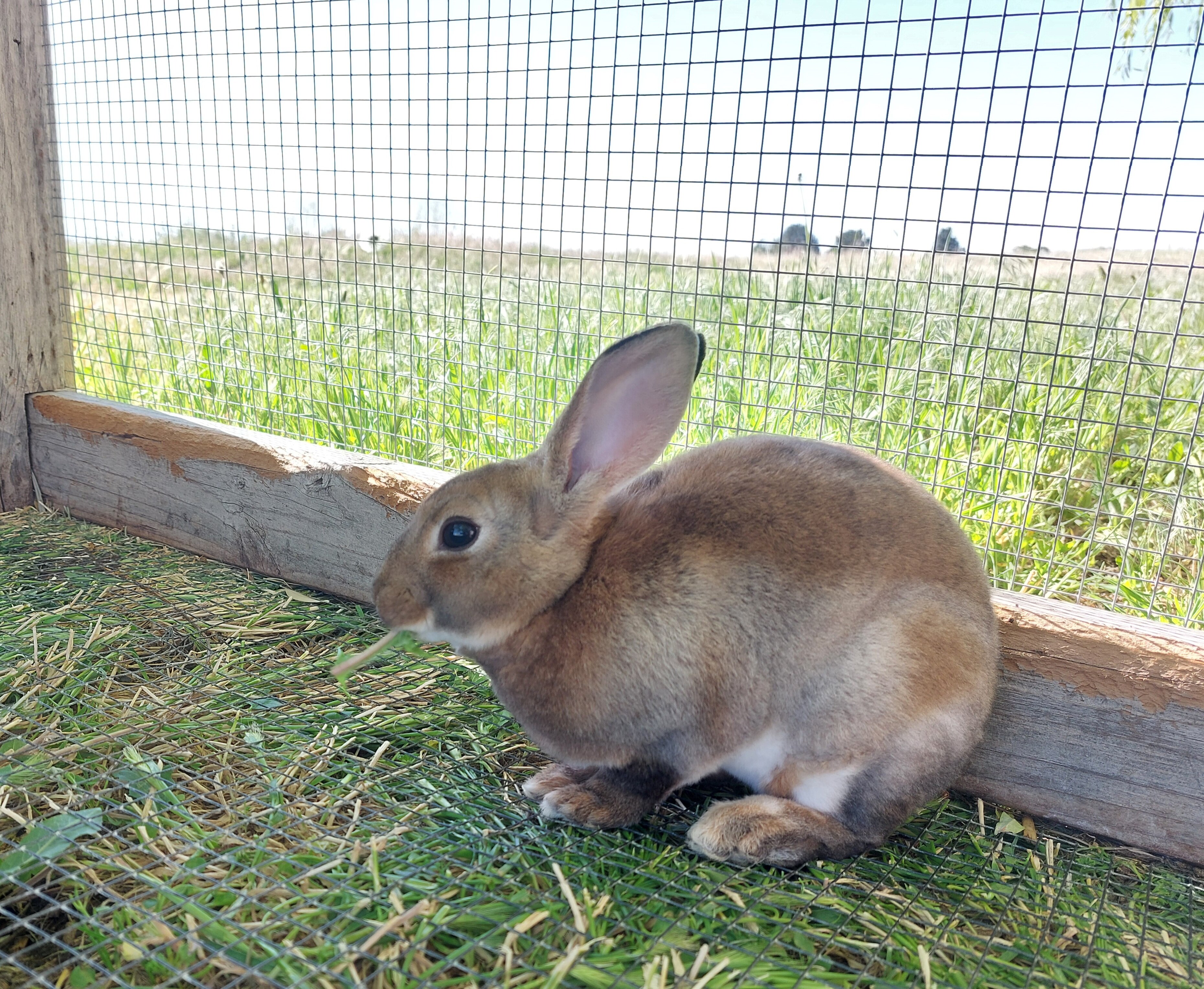 Purebred mini rex bunny doe image 1