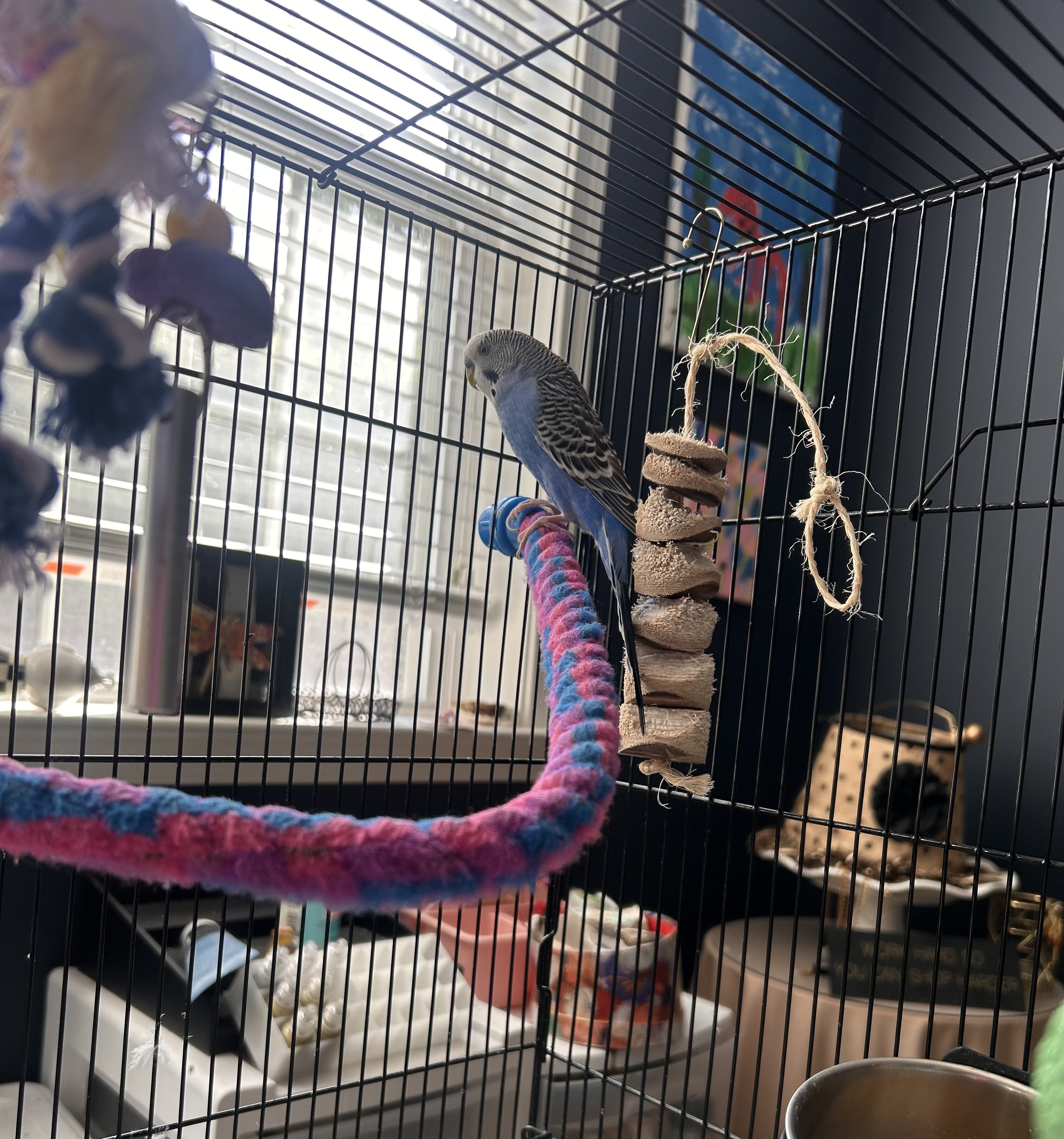 Parakeet image 1