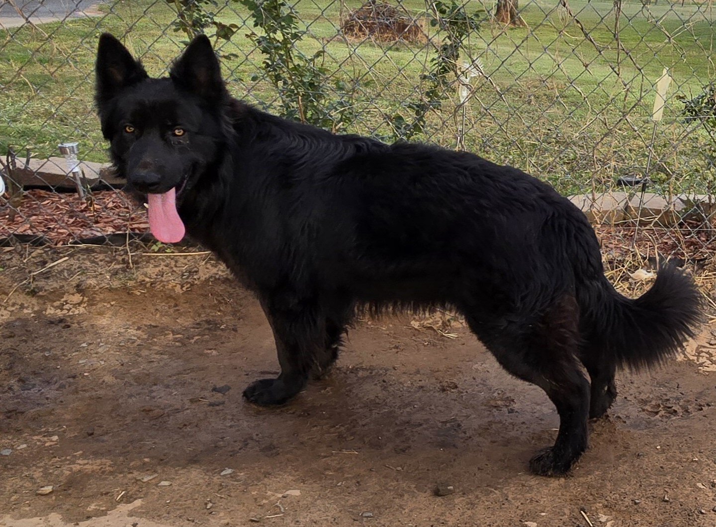 German shepherd for stud service image 1