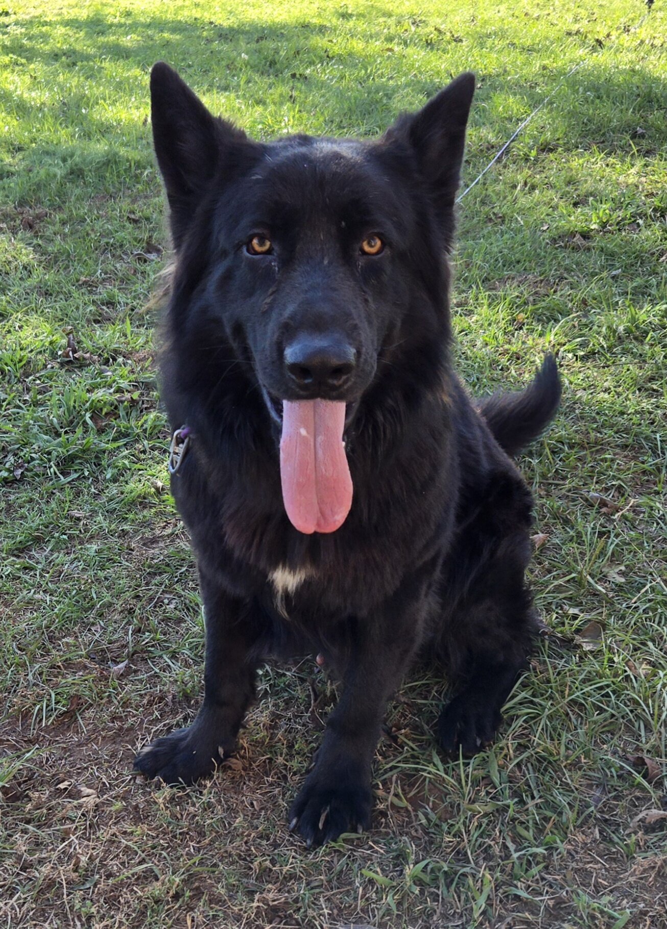 German shepherd for stud service image 3
