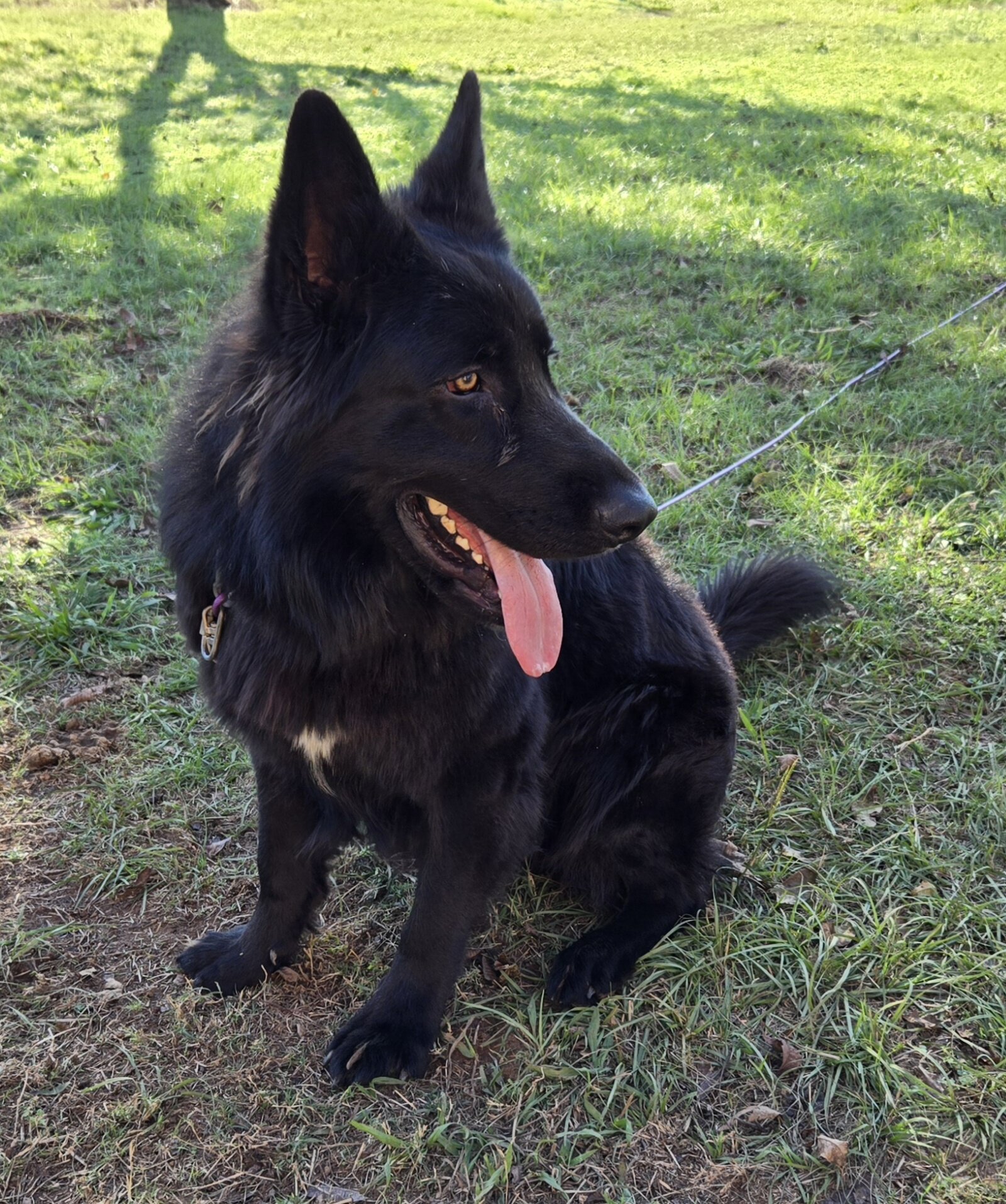 German shepherd for stud service image 2